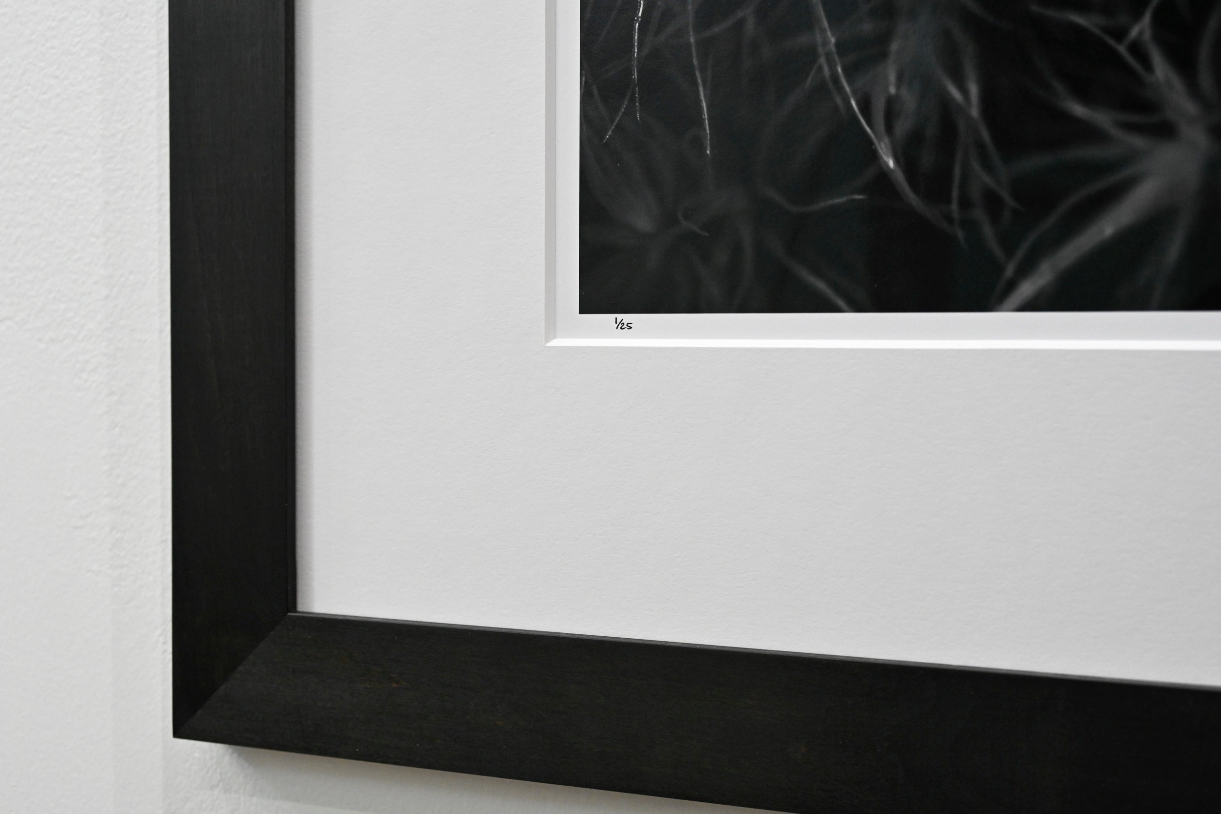 Broom Forkmoss Reaching for Light: 24x36 Limited Edition Framed Print