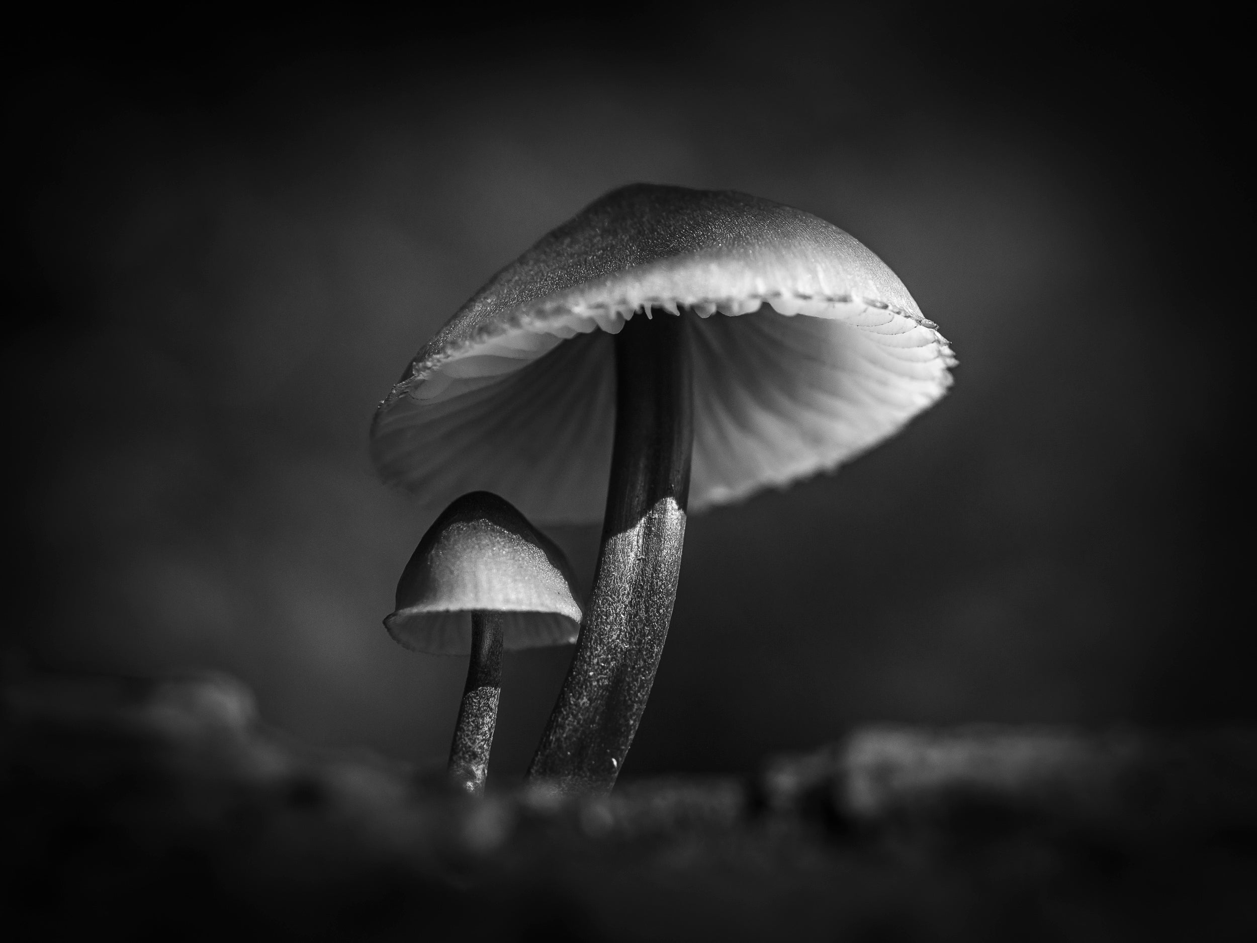 Mycena haematopus in Middle Fork Valley: Limited Edition Framed Print