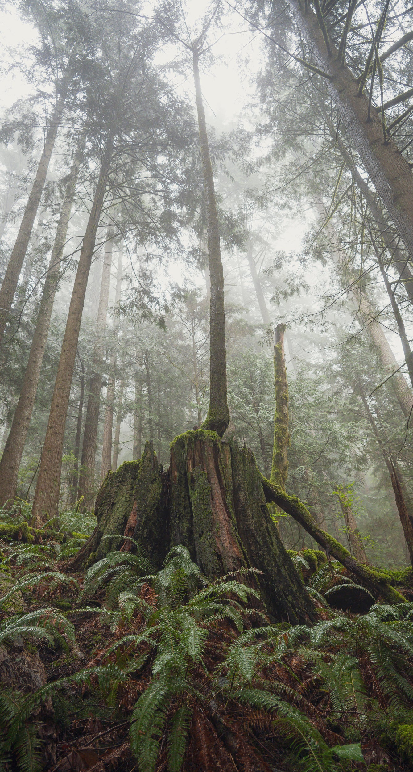 Reaching - Mount Si: 30x56 Limited Edition Framed Print