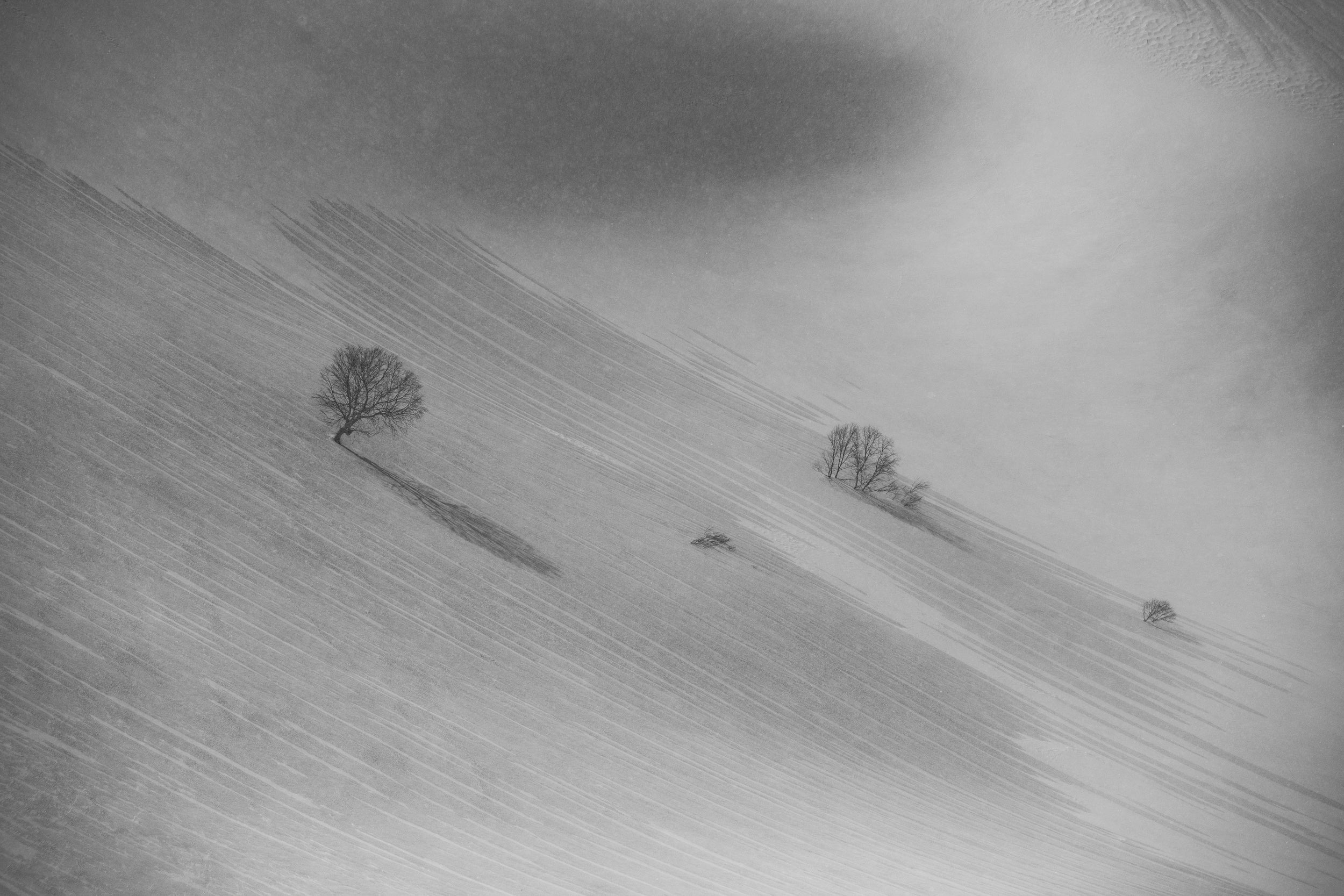 Sparse Trees on Nurikura: 32x48 Limited Edition Framed Print