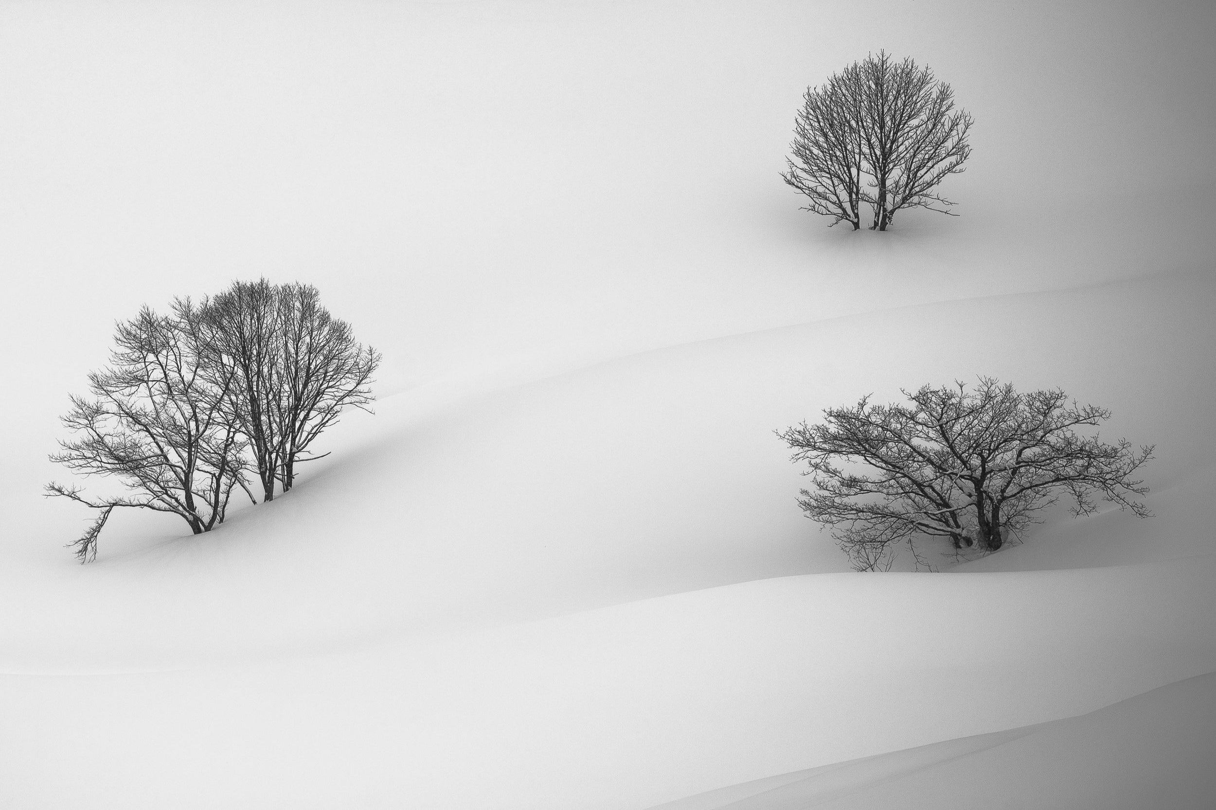 Three Trees in Hakuba: 24x36 Limited Edition Framed Print