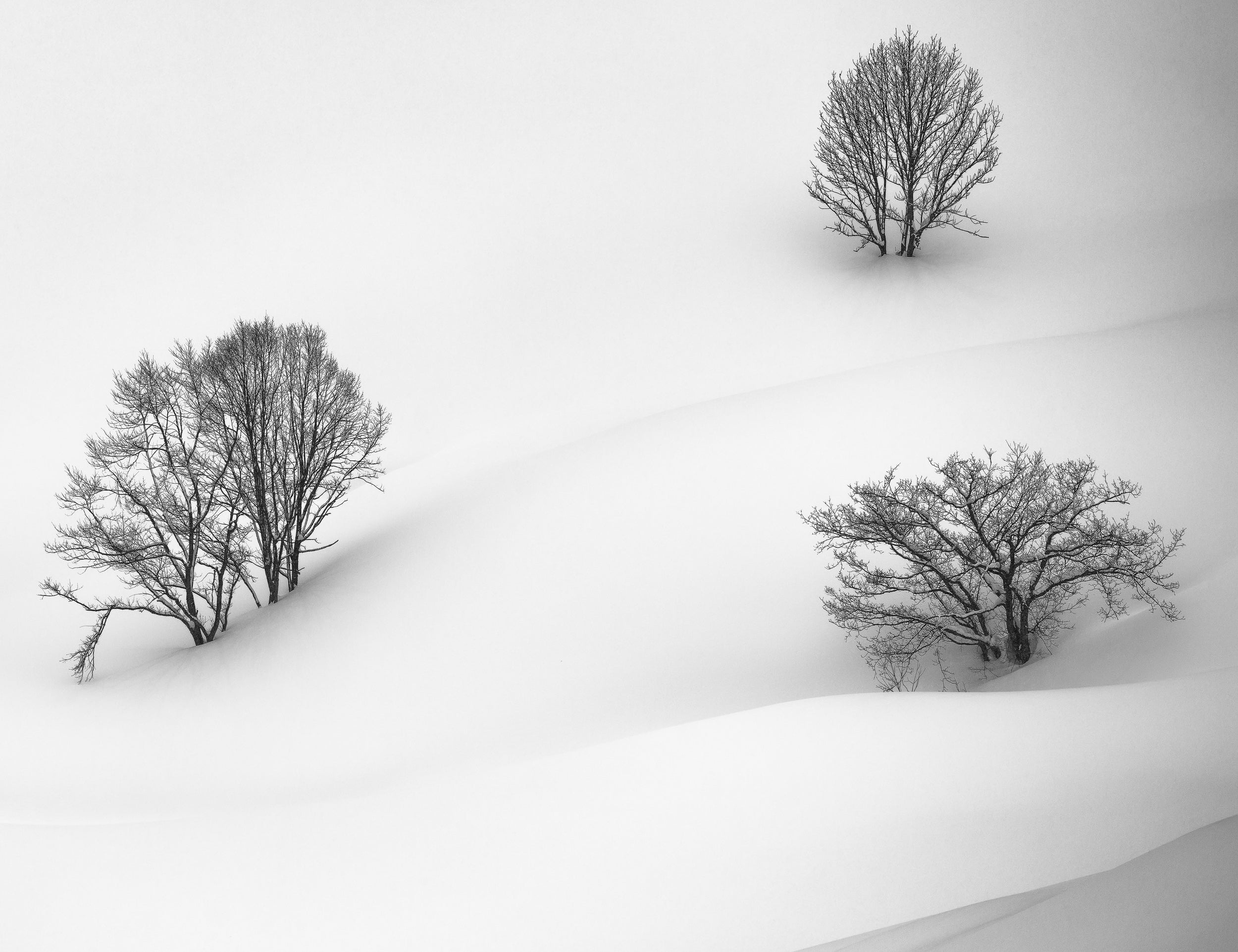 Three Trees in Hakuba: 11x14 Open Edition Matted Print