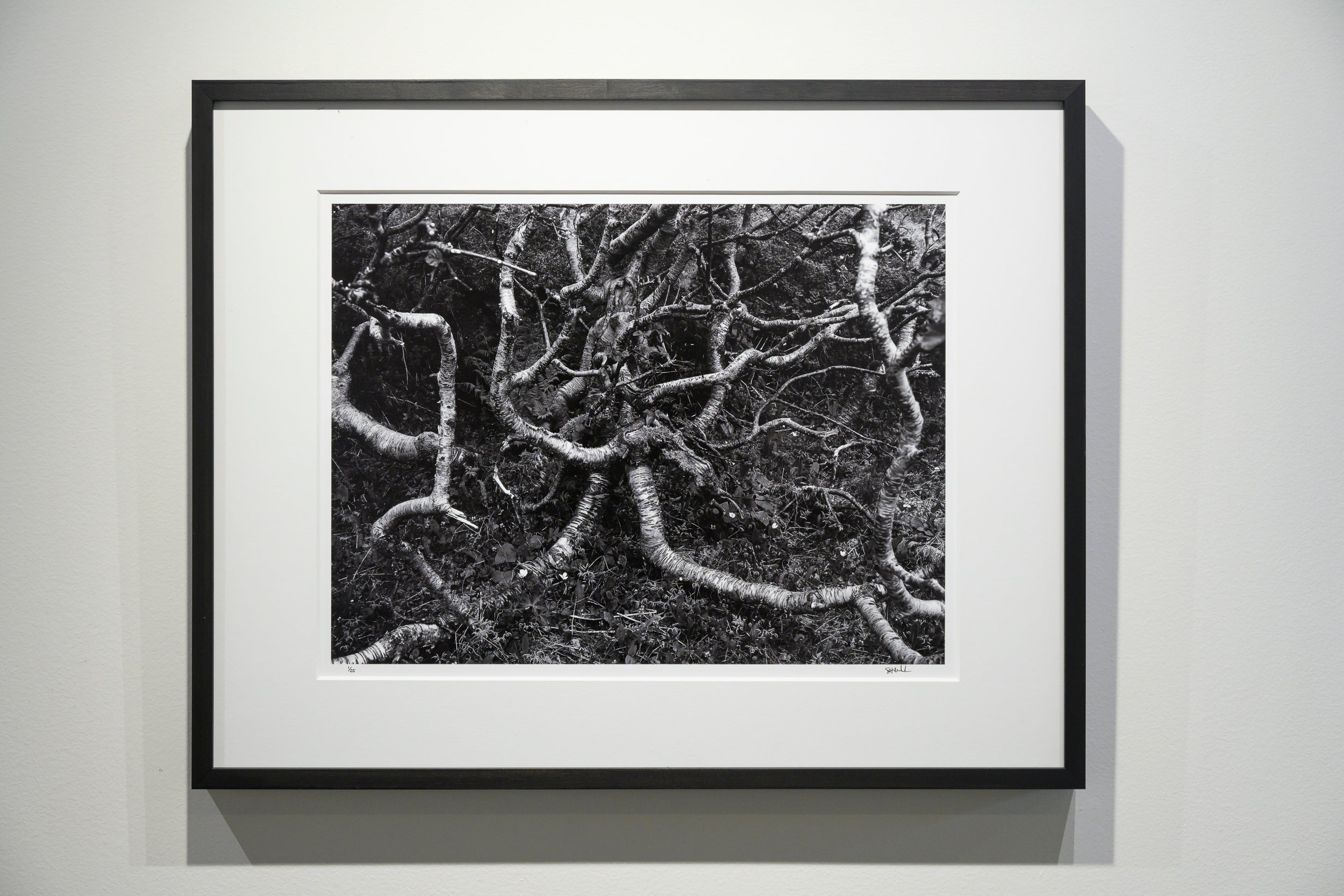 Arctic Birch Spreading across the Tundra: Limited Edition Framed Print