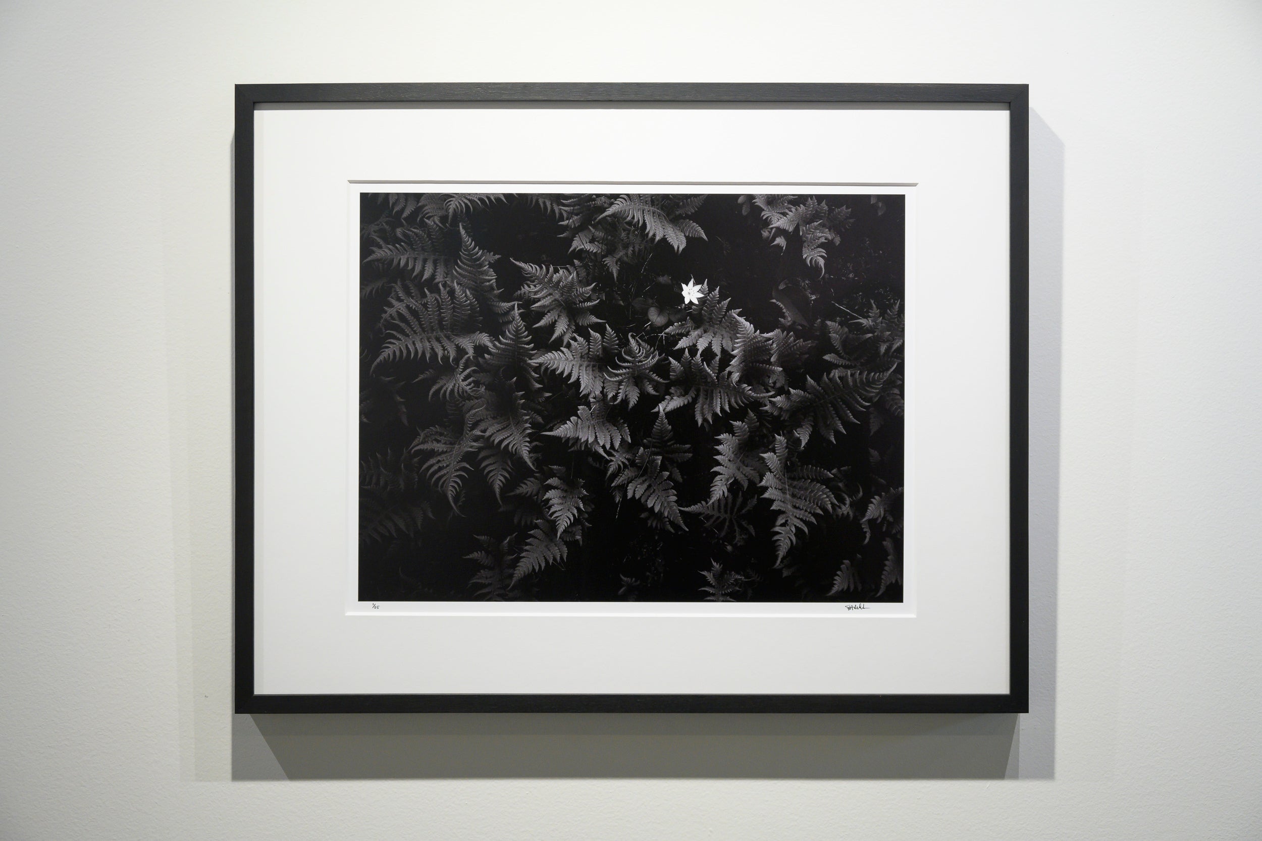 Arctic Starflower in Beech Fern: Limited Edition Framed Print