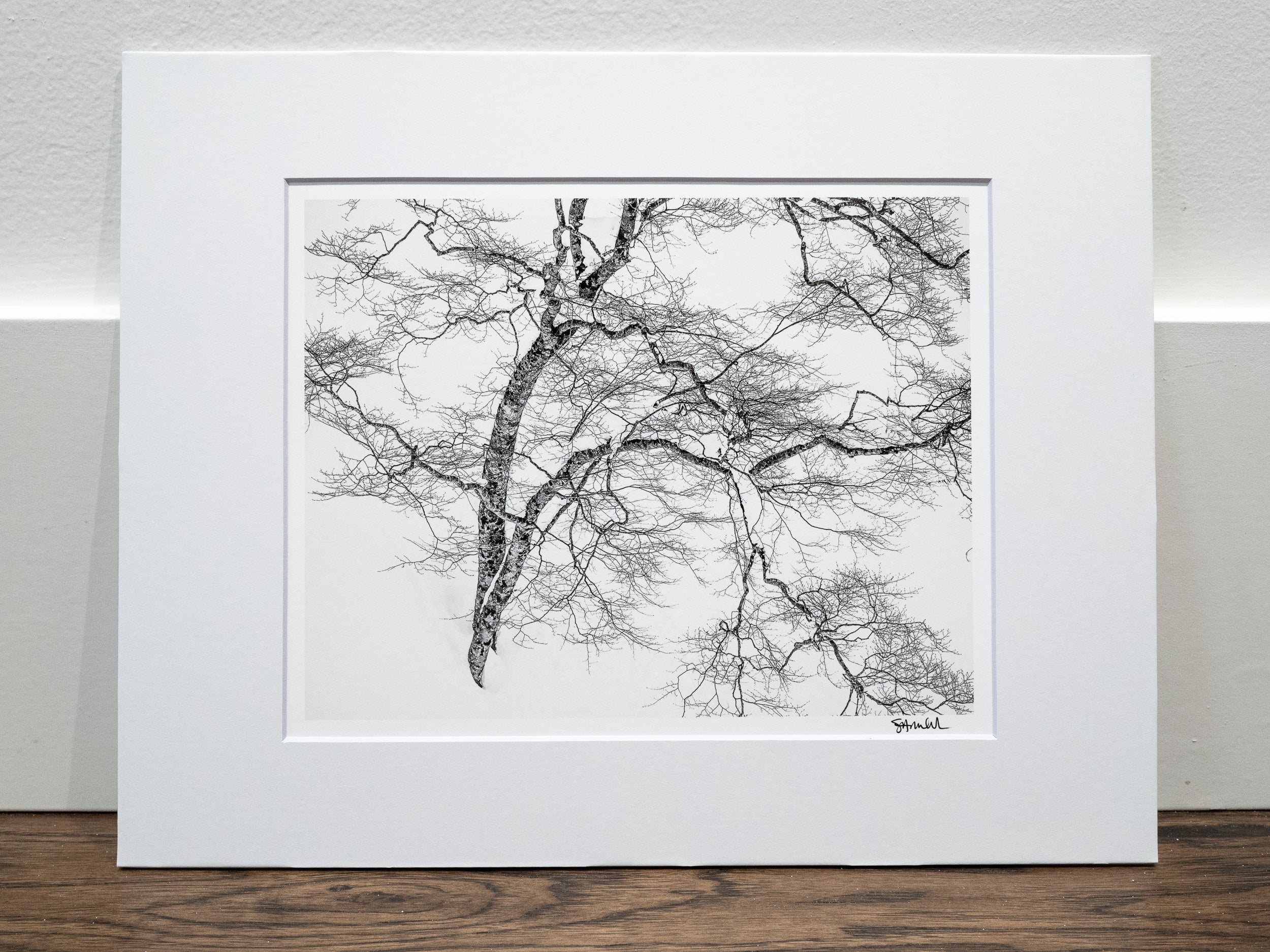 Birch on Myoko Mountainside: 8x10 Open Edition Matted Print