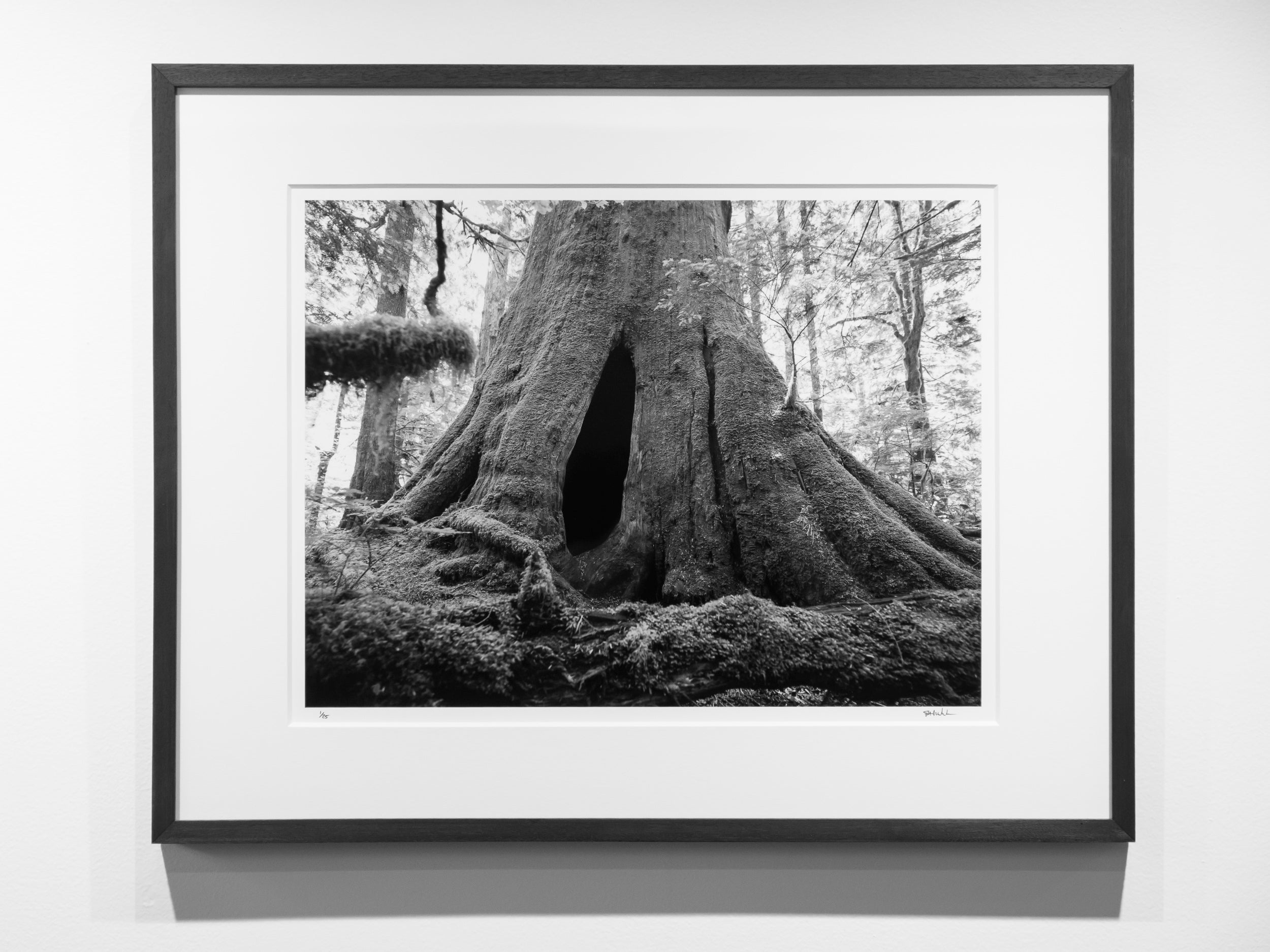 Doorway in Hollow Old Growth Cedar Stump: Limited Edition Framed Print
