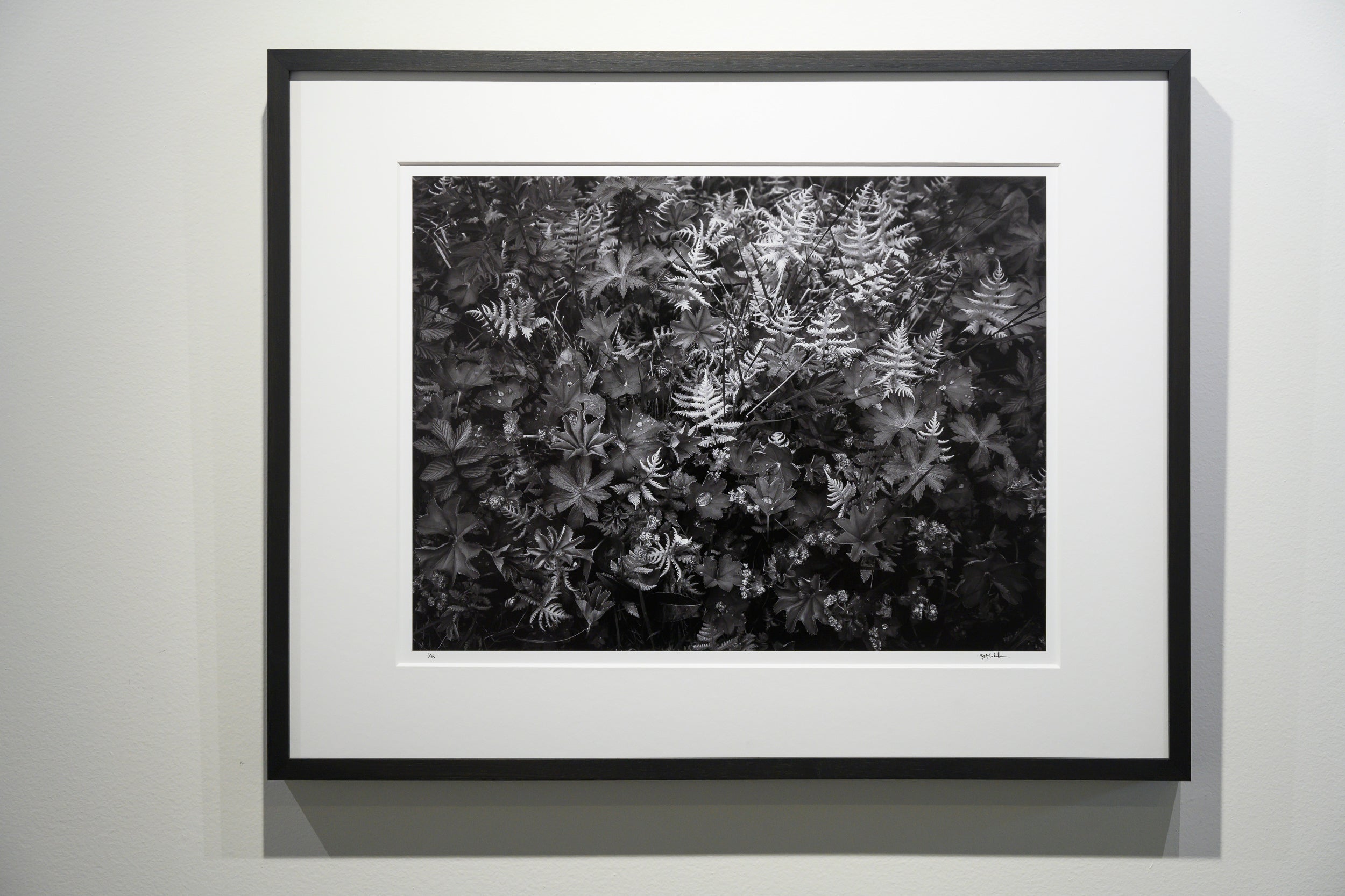 Forest Garden Exploding with Spring Growth: Limited Edition Framed Print