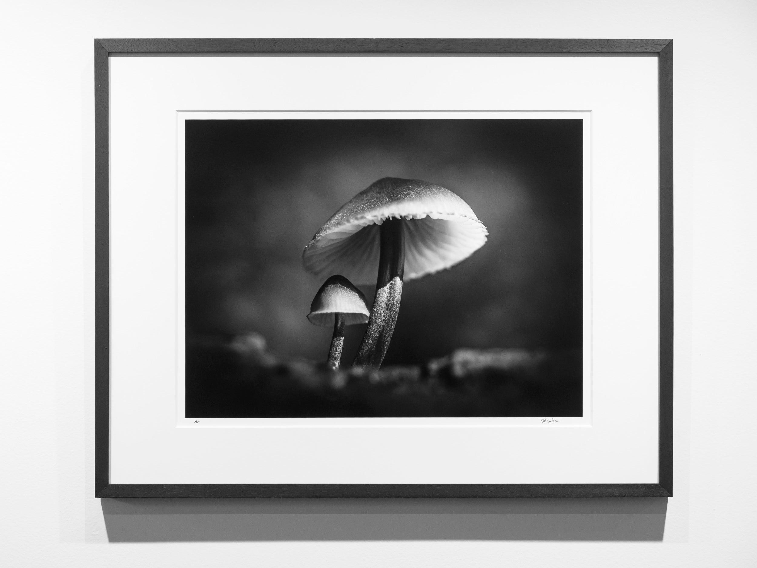 Mycena haematopus in Middle Fork Valley: Limited Edition Framed Print