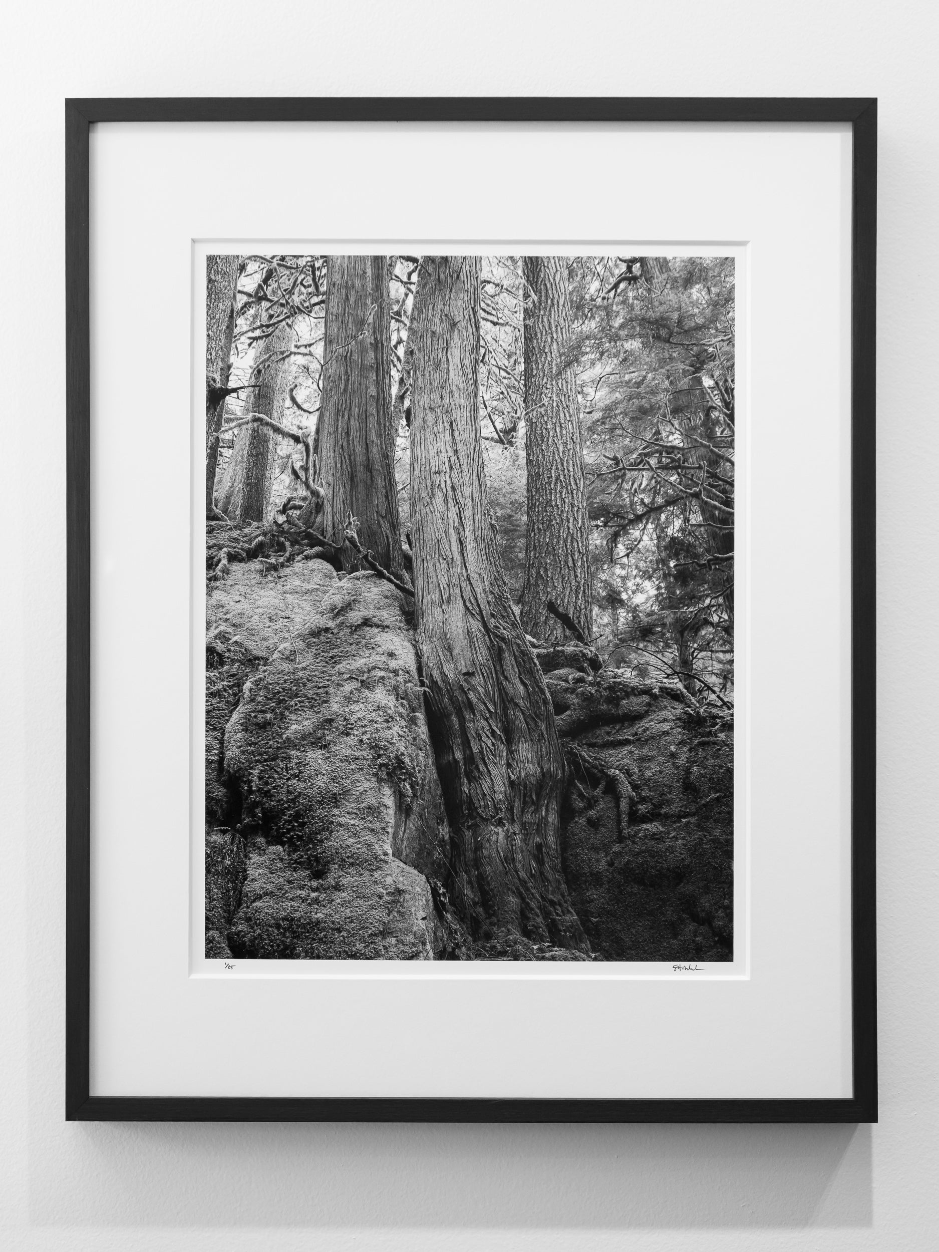 Stone and Root near Dingford Creek: Limited Edition Framed Print