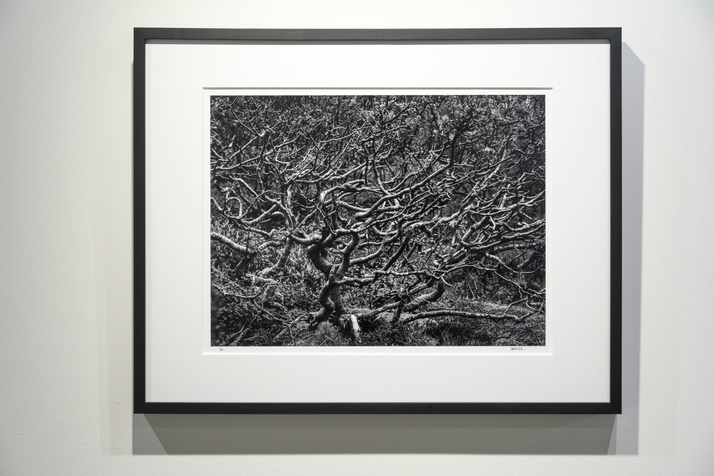Wind Gnarled Birch on Kjerkfjord: Limited Edition Framed Print