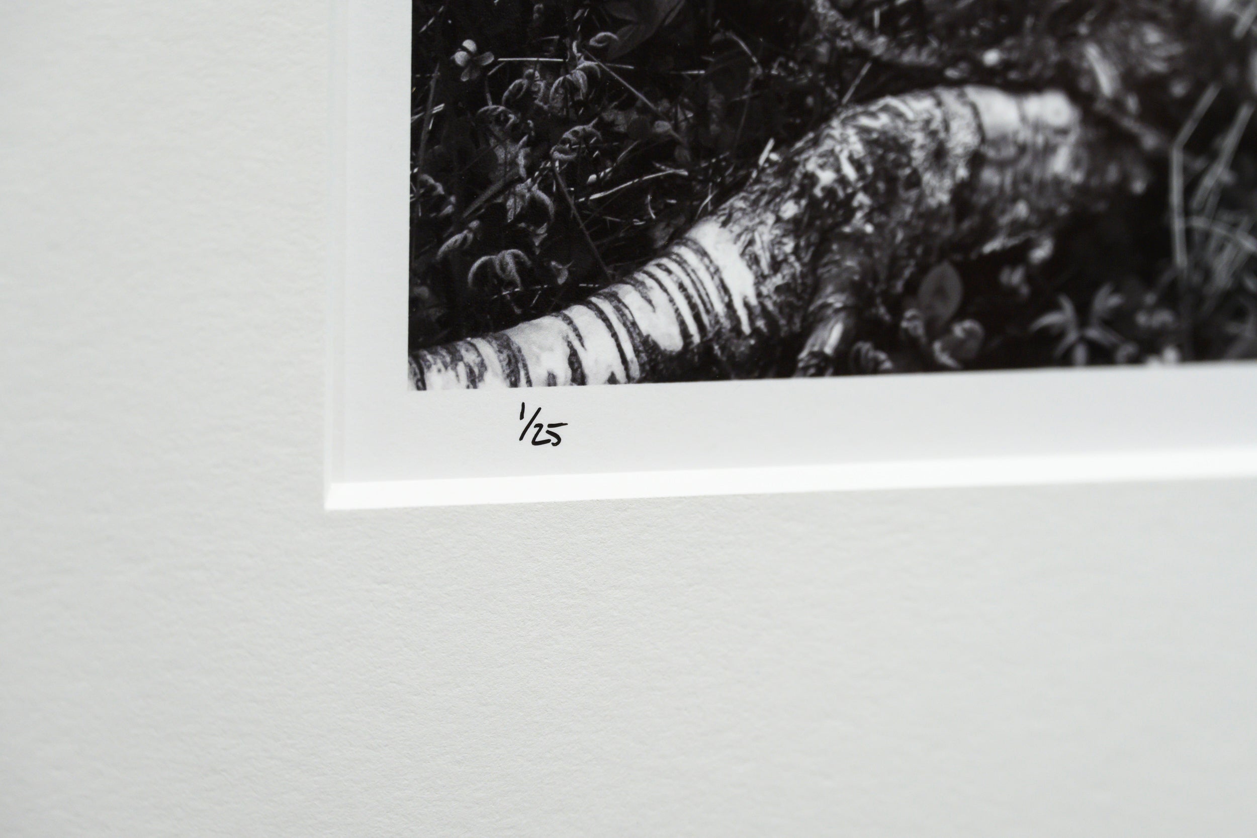 Arctic Birch Spreading across the Tundra: Limited Edition Framed Print