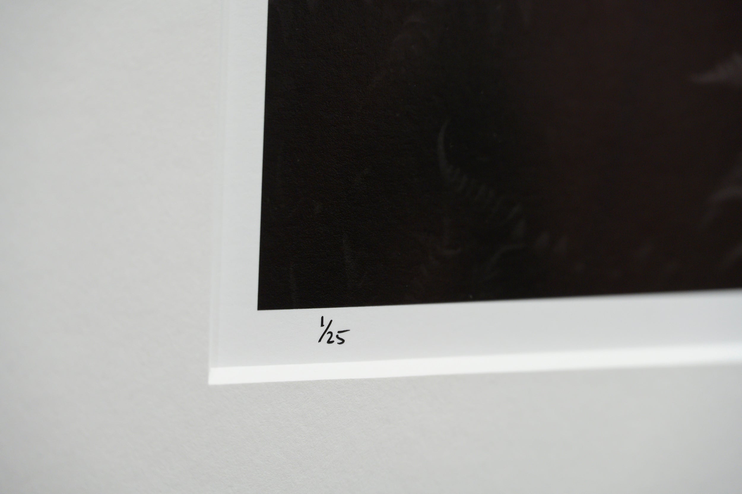 Arctic Starflower in Beech Fern: Limited Edition Framed Print