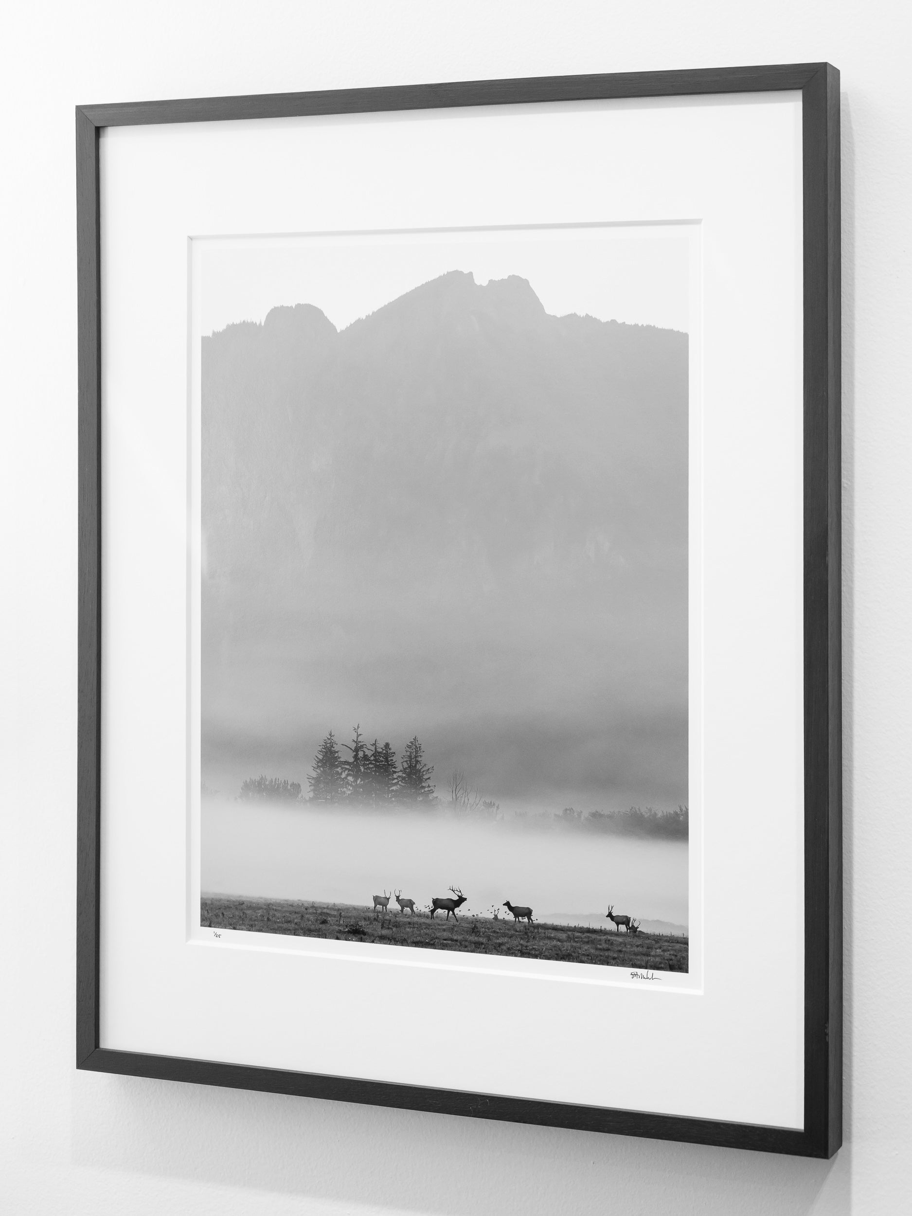 Elk in Autumn Fog below Mount Si: Limited Edition Framed Print