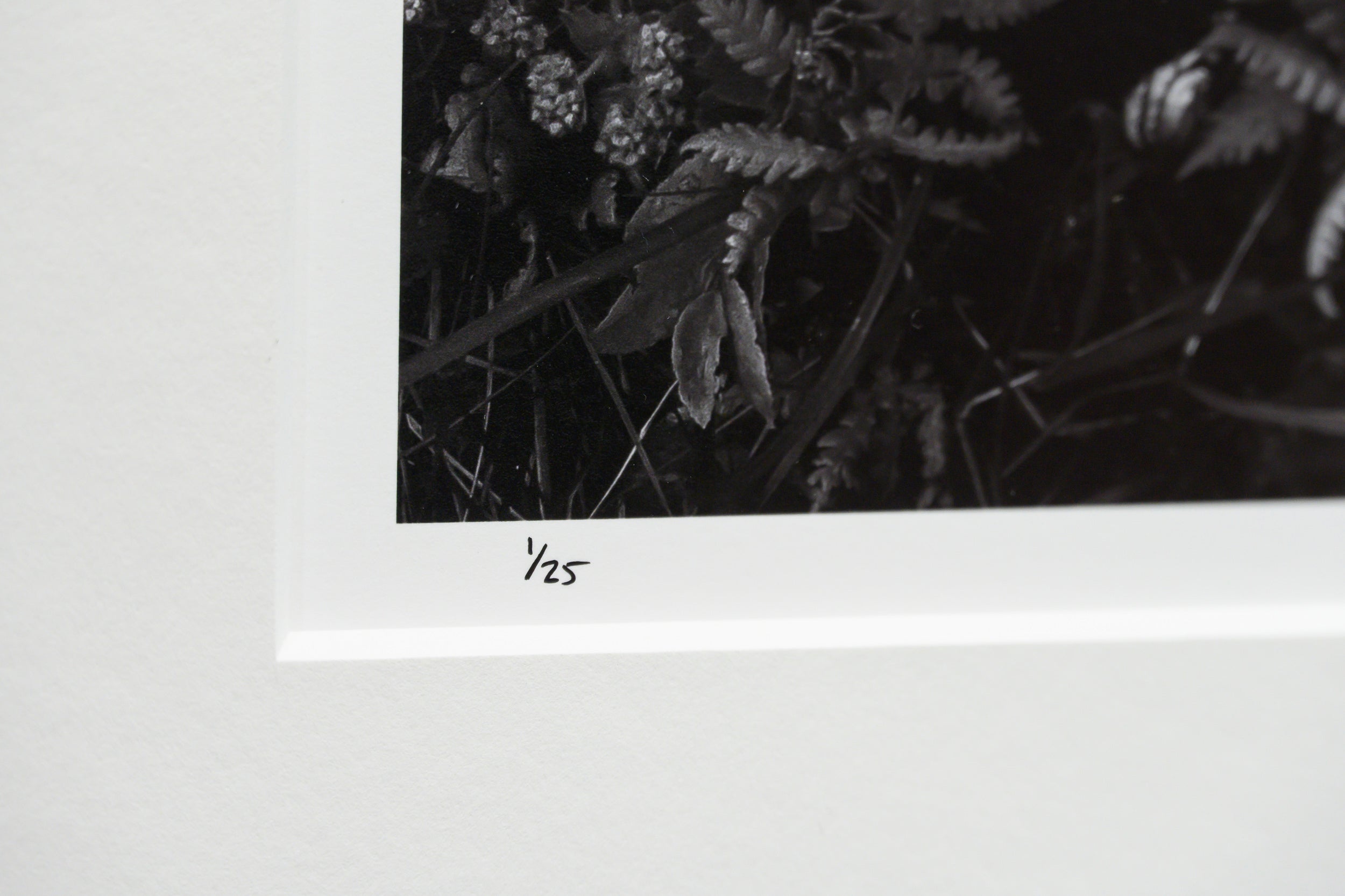 Forest Garden Exploding with Spring Growth: Limited Edition Framed Print