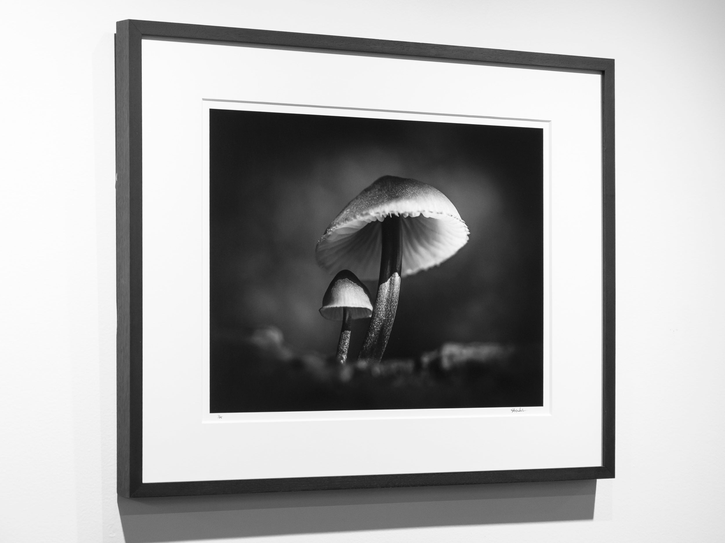 Mycena haematopus in Middle Fork Valley: Limited Edition Framed Print