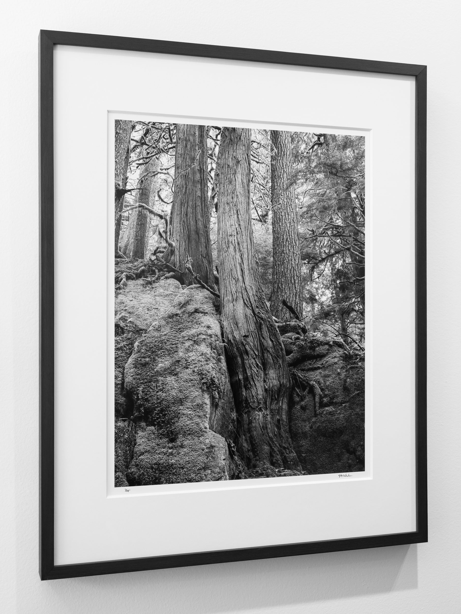 Stone and Root near Dingford Creek: Limited Edition Framed Print