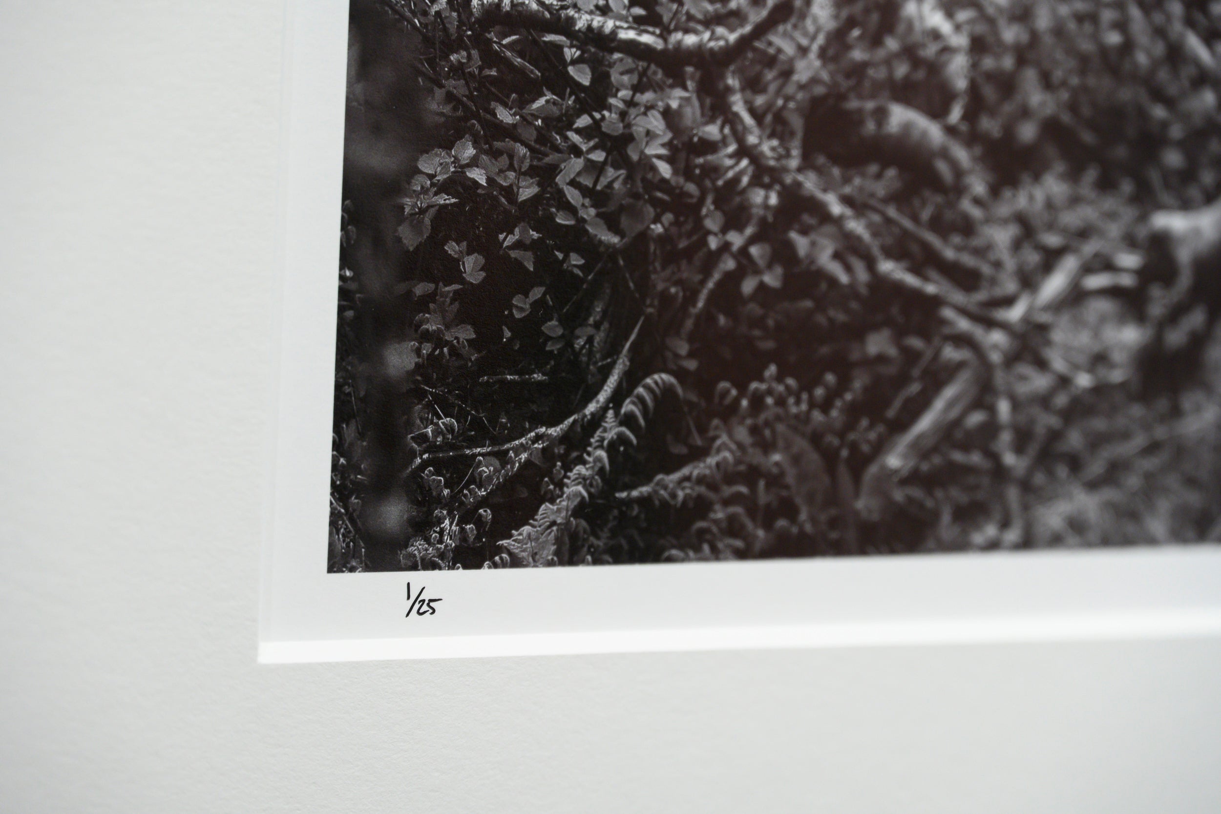 Wind Gnarled Birch on Kjerkfjord: Limited Edition Print