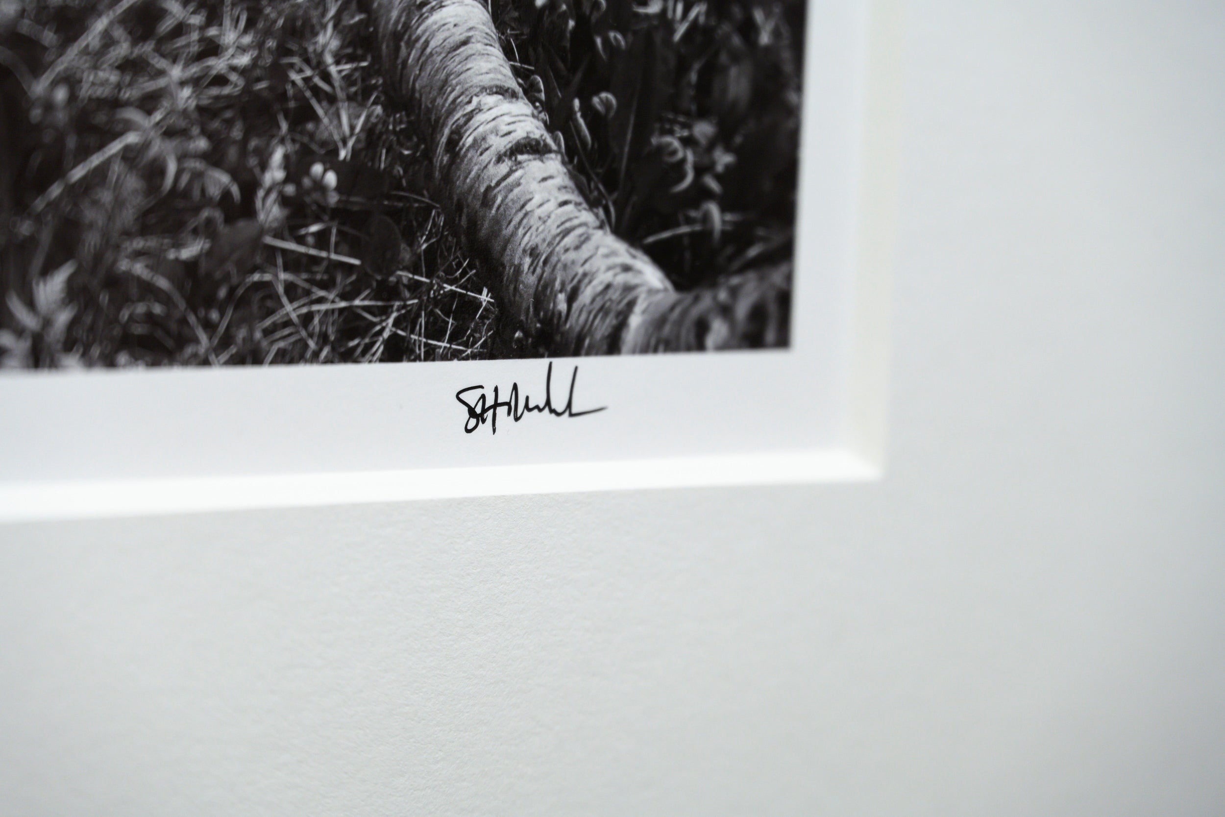 Arctic Birch Spreading across the Tundra: Limited Edition Framed Print