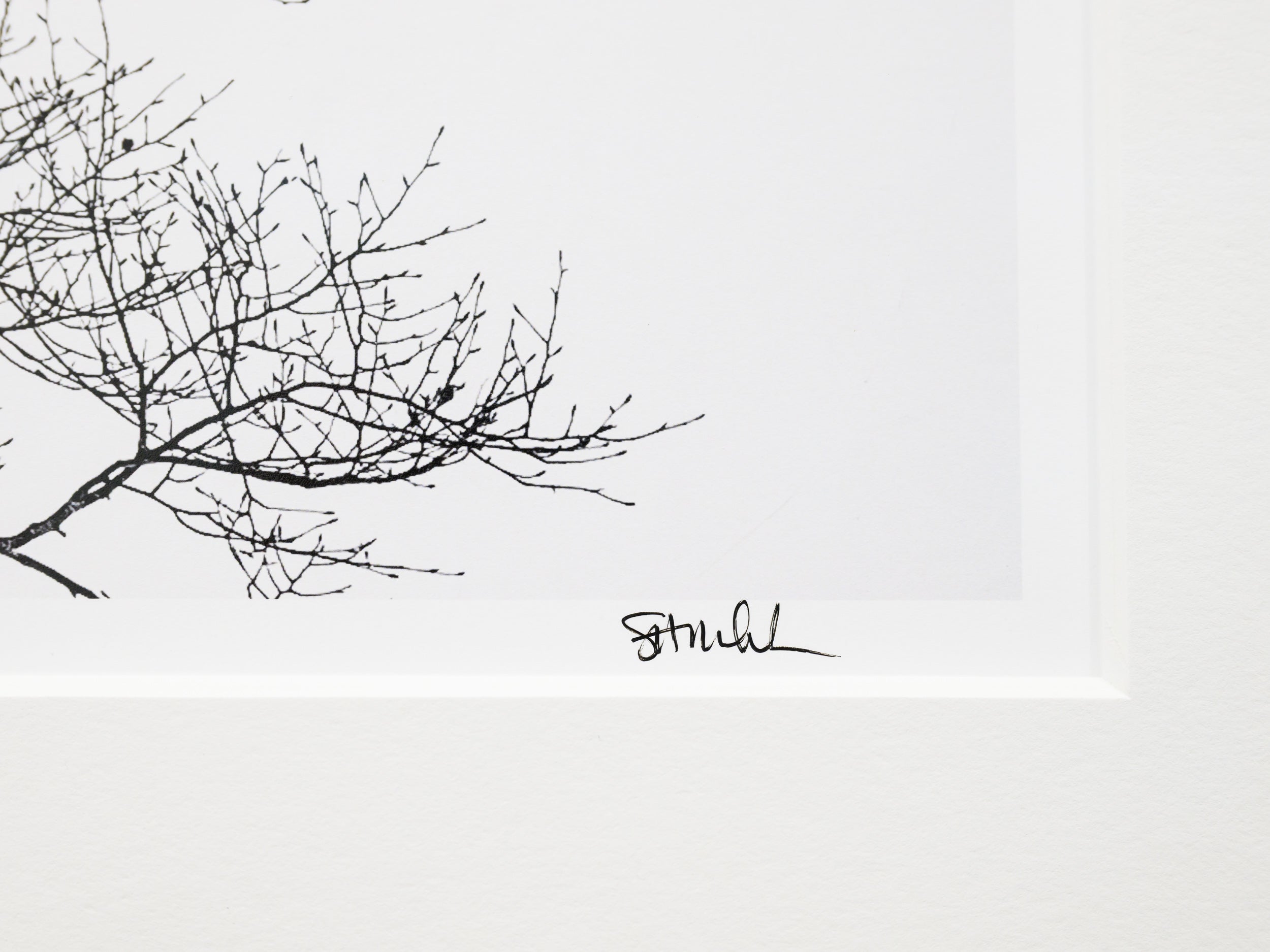 Birch on Myoko Mountainside: 24x36 Limited Edition Print