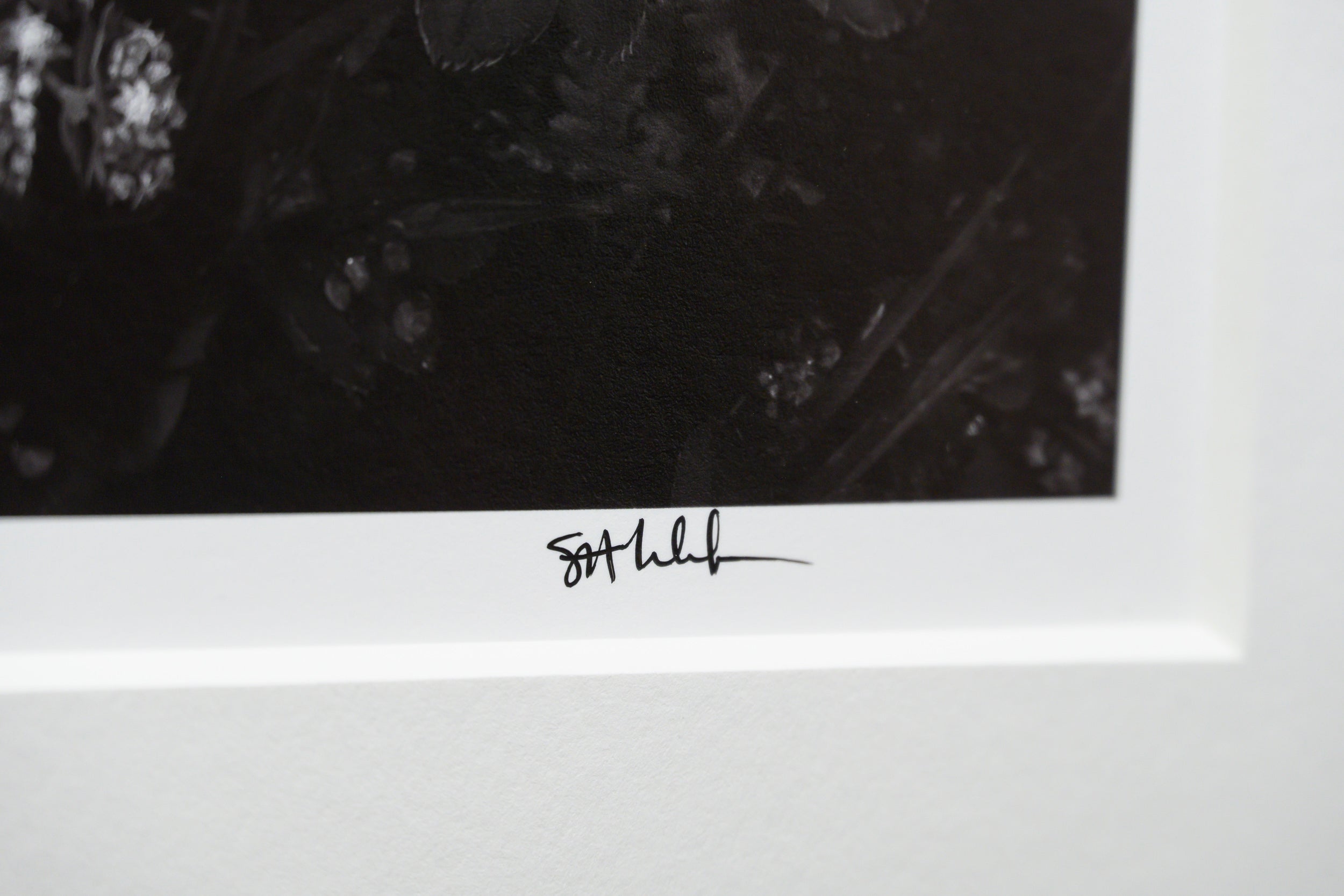 Forest Garden Exploding with Spring Growth: Limited Edition Framed Print