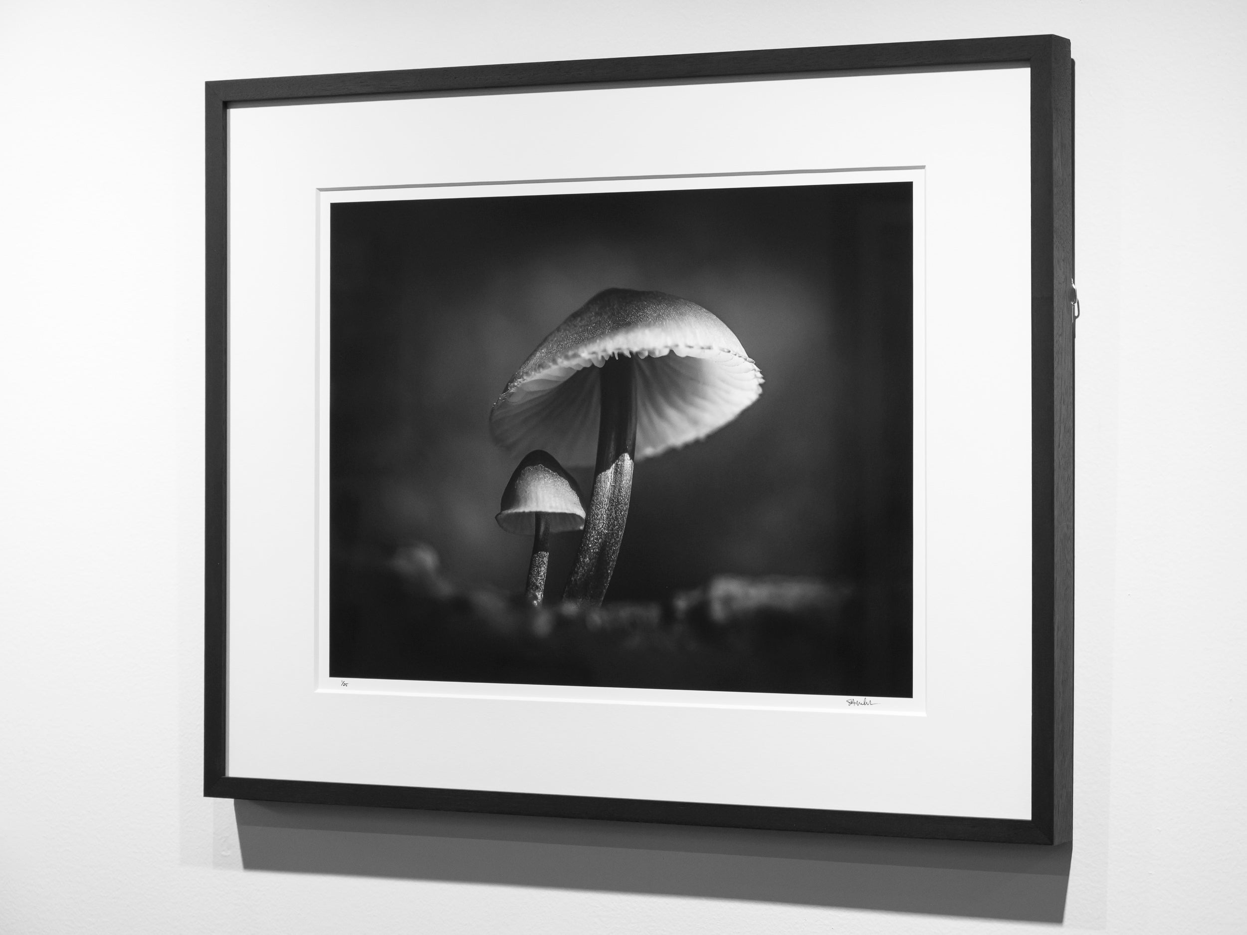 Mycena haematopus in Middle Fork Valley: Limited Edition Framed Print