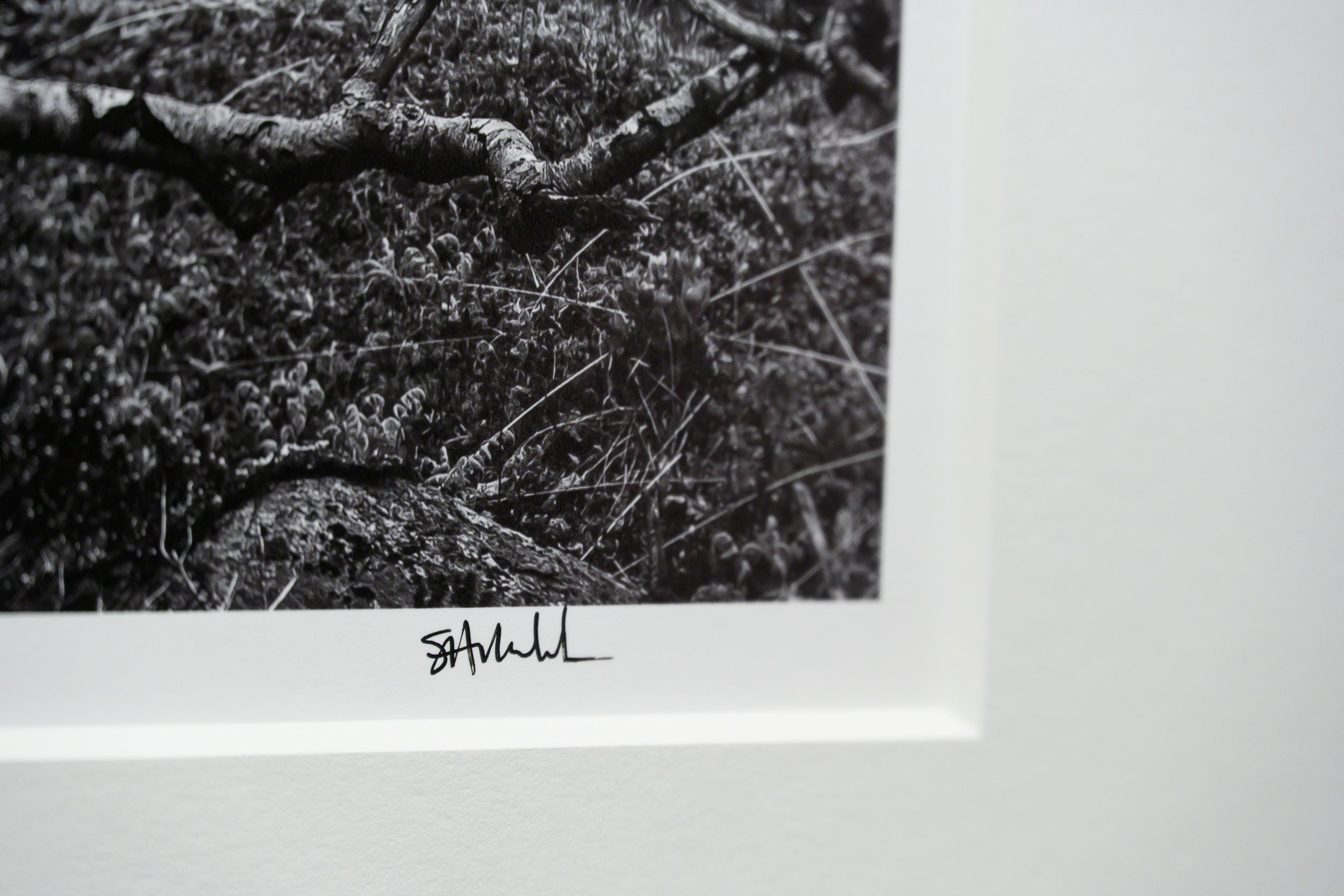 Wind Gnarled Birch on Kjerkfjord: Limited Edition Print