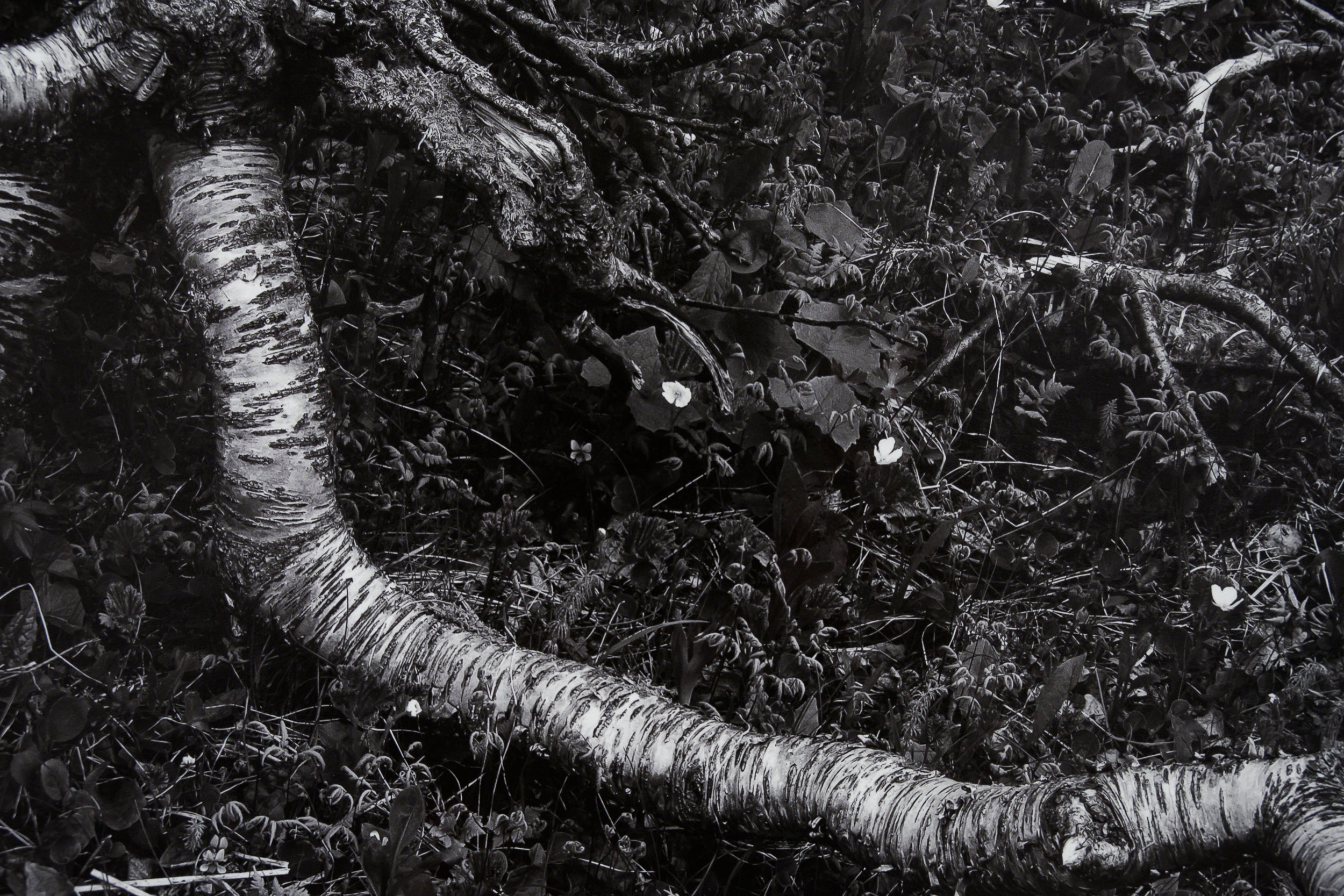 Arctic Birch Spreading across the Tundra: Limited Edition Framed Print