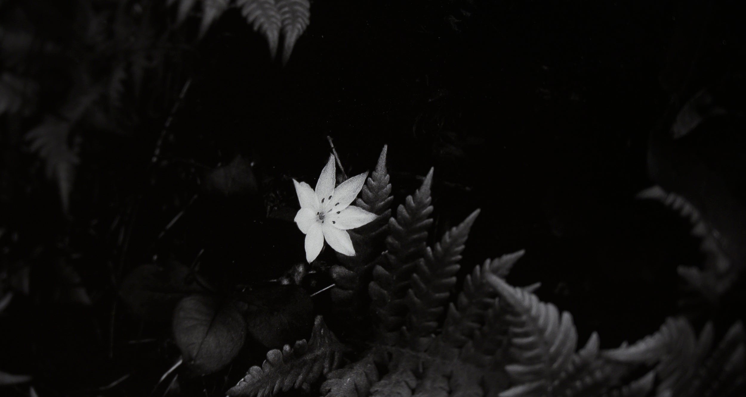 Arctic Starflower in Beech Fern: Limited Edition Framed Print