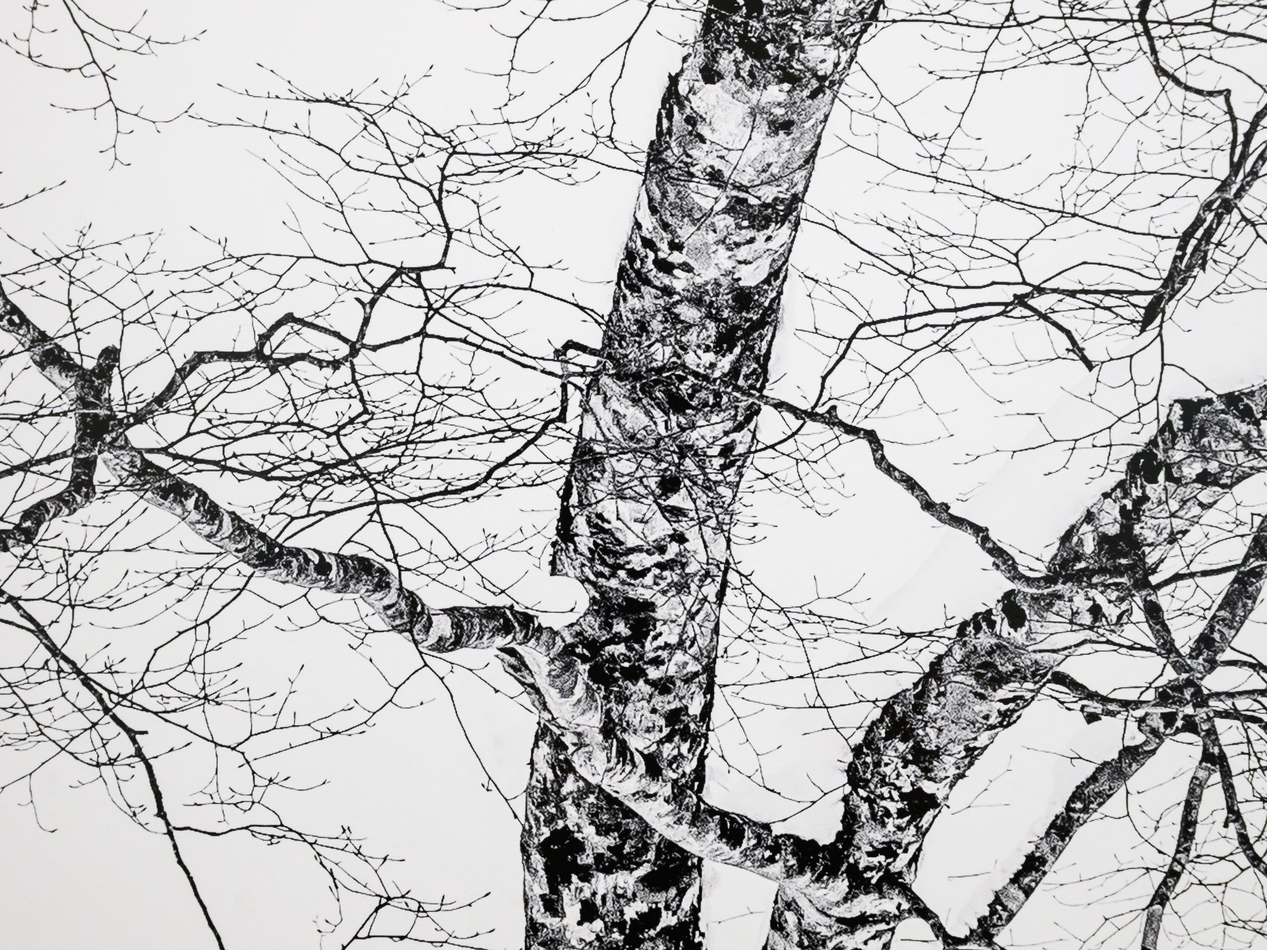 Birch on Myoko Mountainside: 24x36 Limited Edition Print