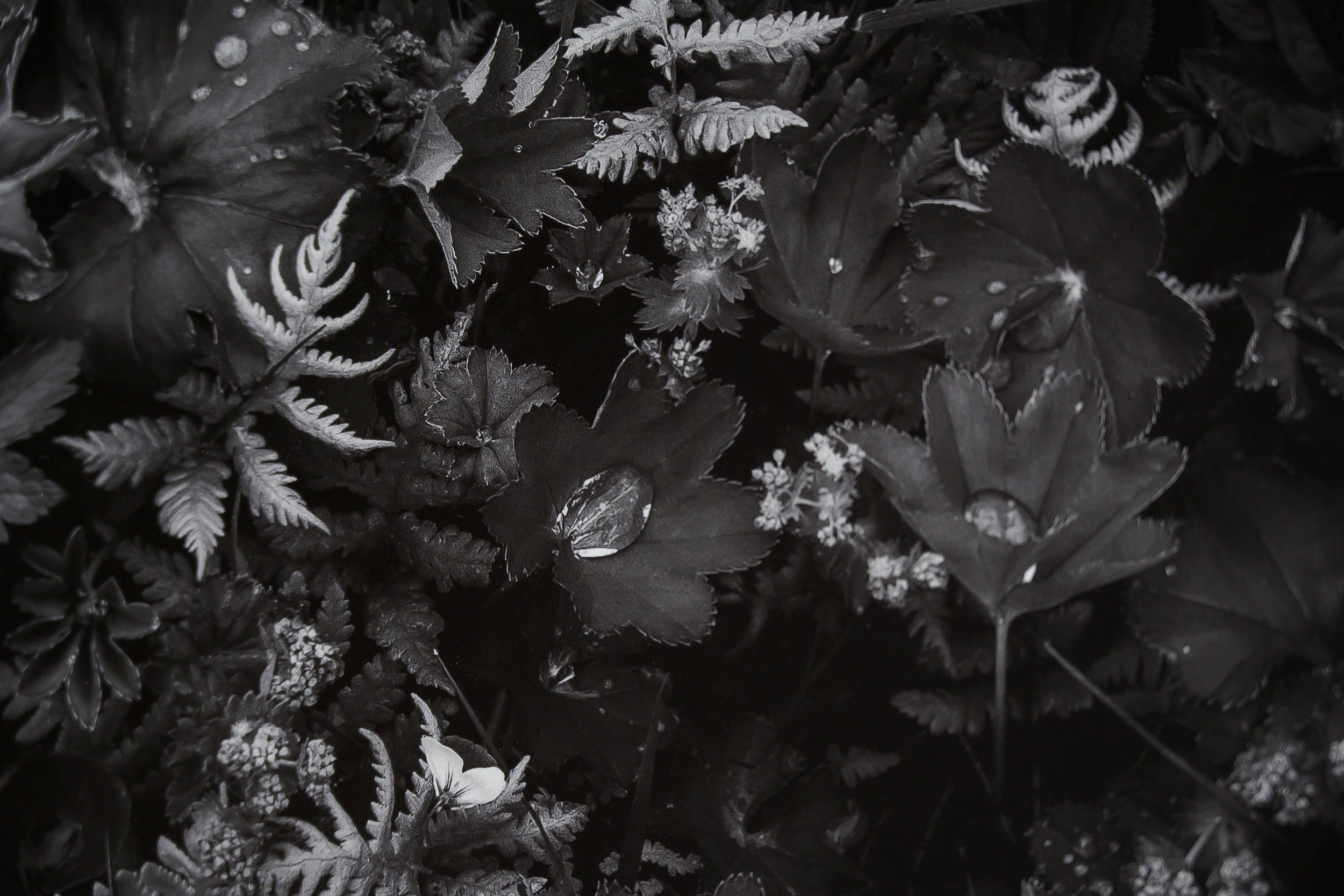 Forest Garden Exploding with Spring Growth: Limited Edition Framed Print