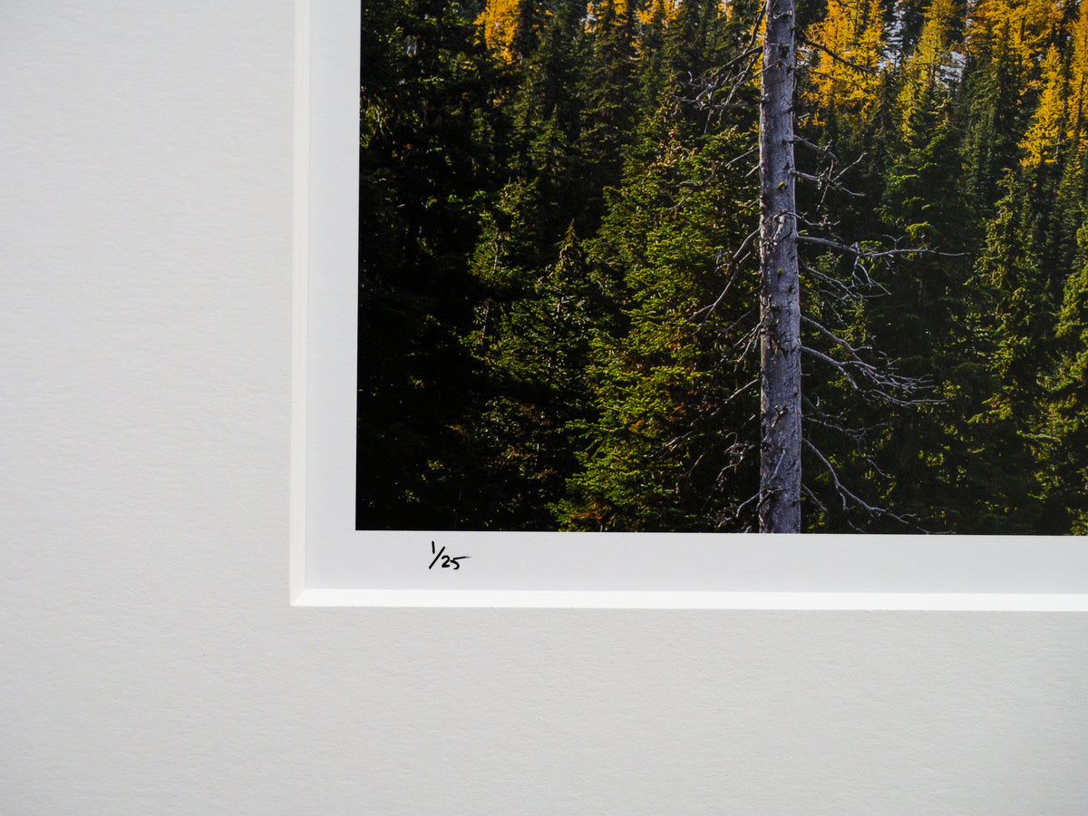 Golden Larches and October Snowfall on Liberty Group: Limited Edition Print