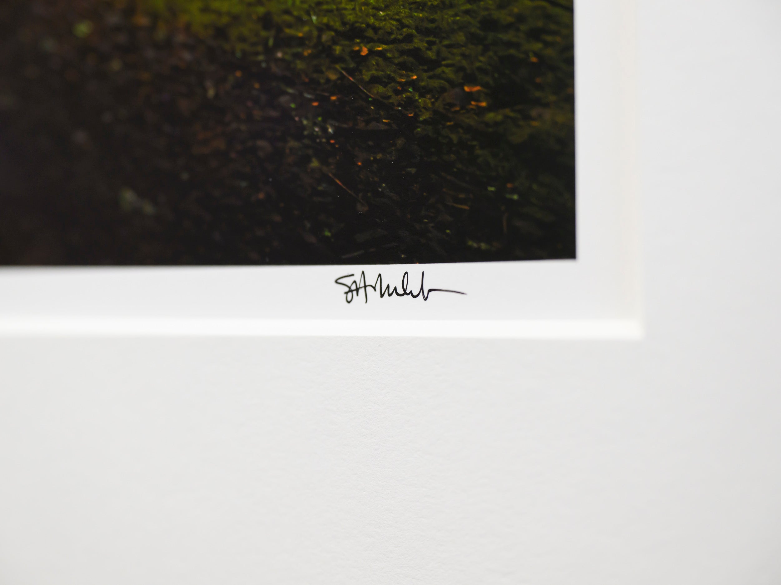Misty Mount Constitution Side Hits: 15x20 Limited Print