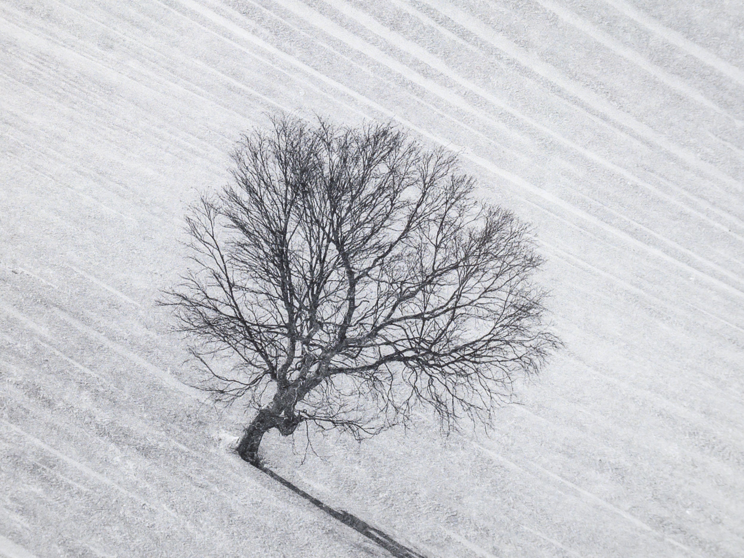 Sparse Trees on Nurikura: 32x48 Limited Edition Framed Print