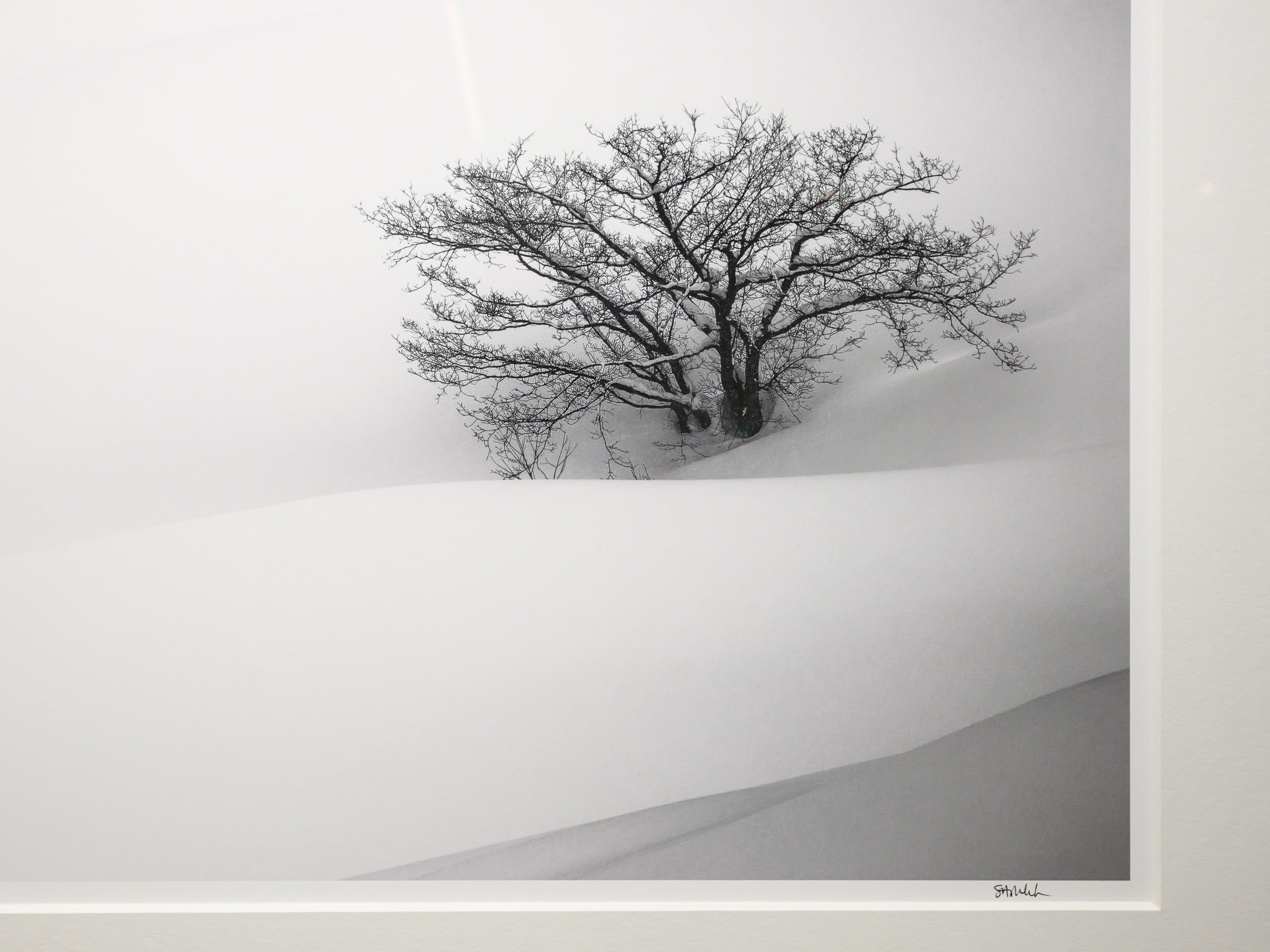 Three Trees in Hakuba: 24x36 Limited Edition Framed Print