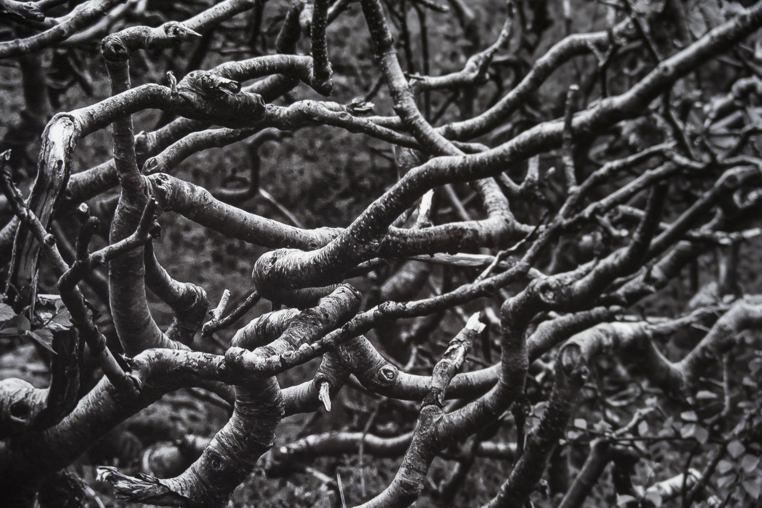 Wind Gnarled Birch on Kjerkfjord: Limited Edition Print