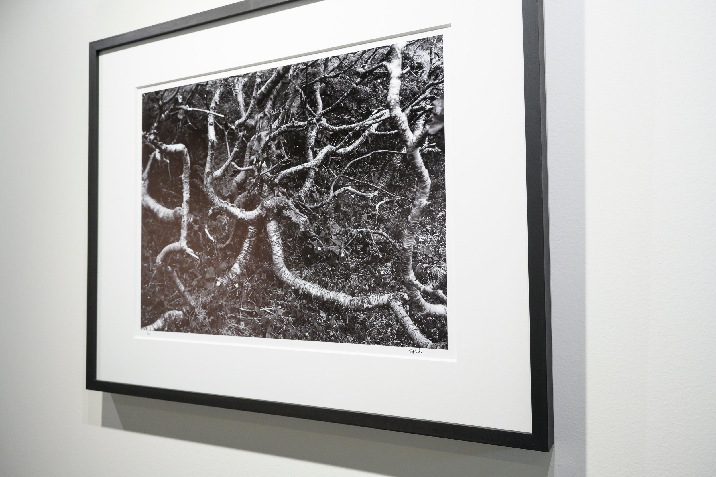 Arctic Birch Spreading across the Tundra: Limited Edition Framed Print