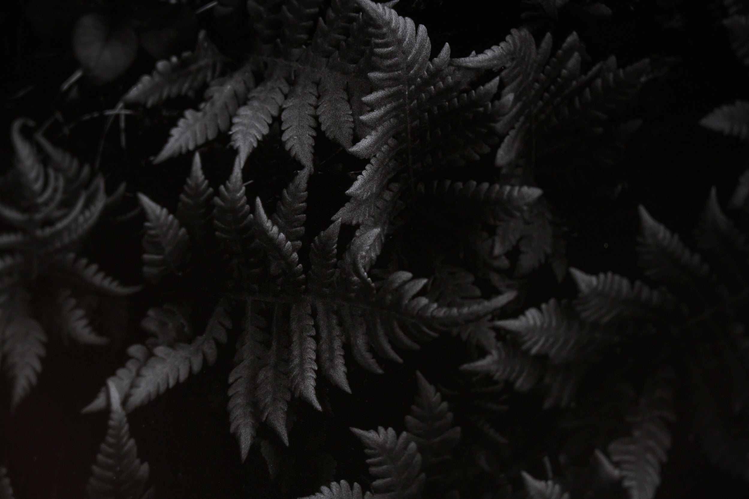 Arctic Starflower in Beech Fern: Limited Edition Framed Print