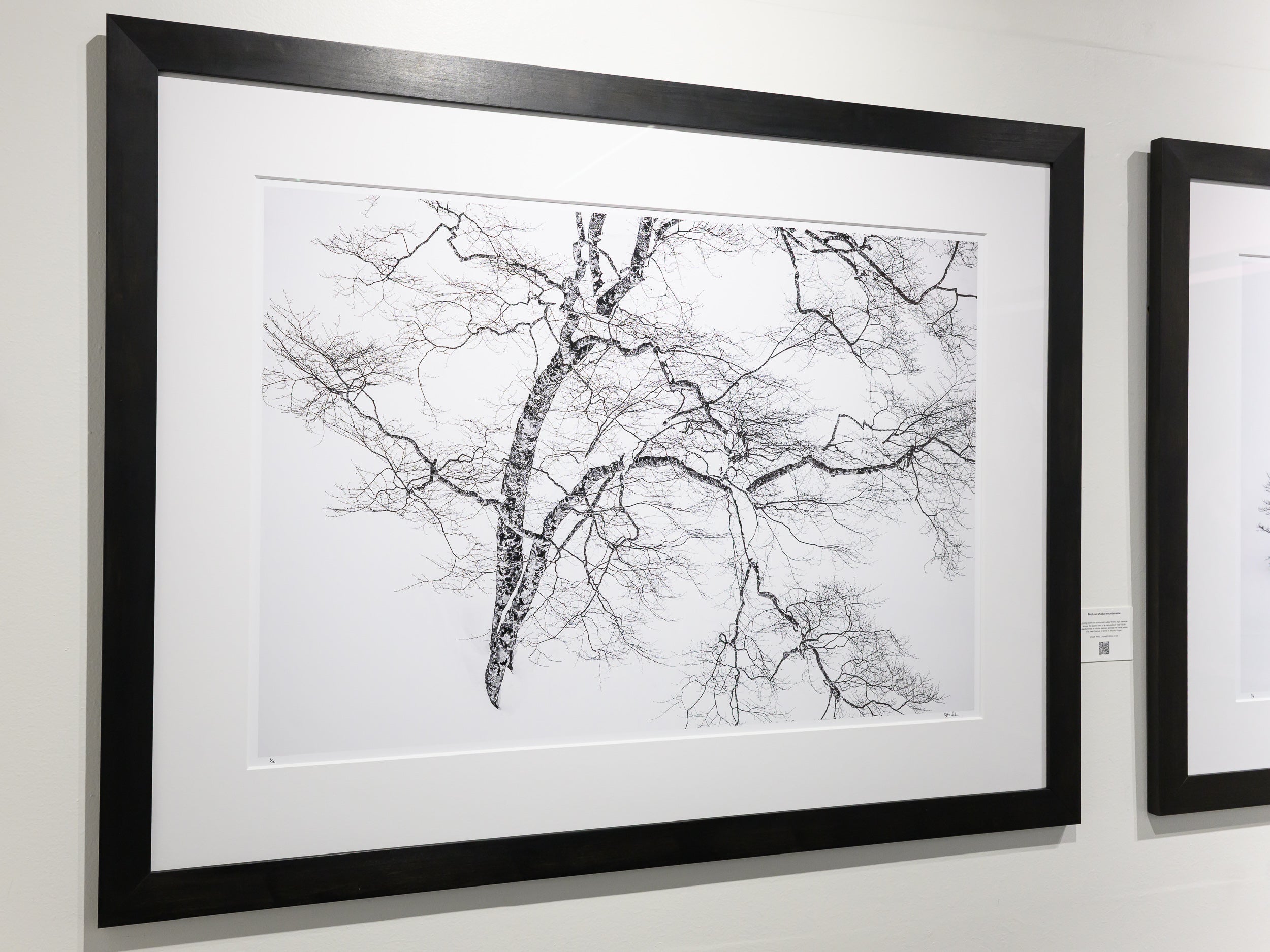 Birch on Myoko Mountainside: 24x36 Limited Edition Framed Print
