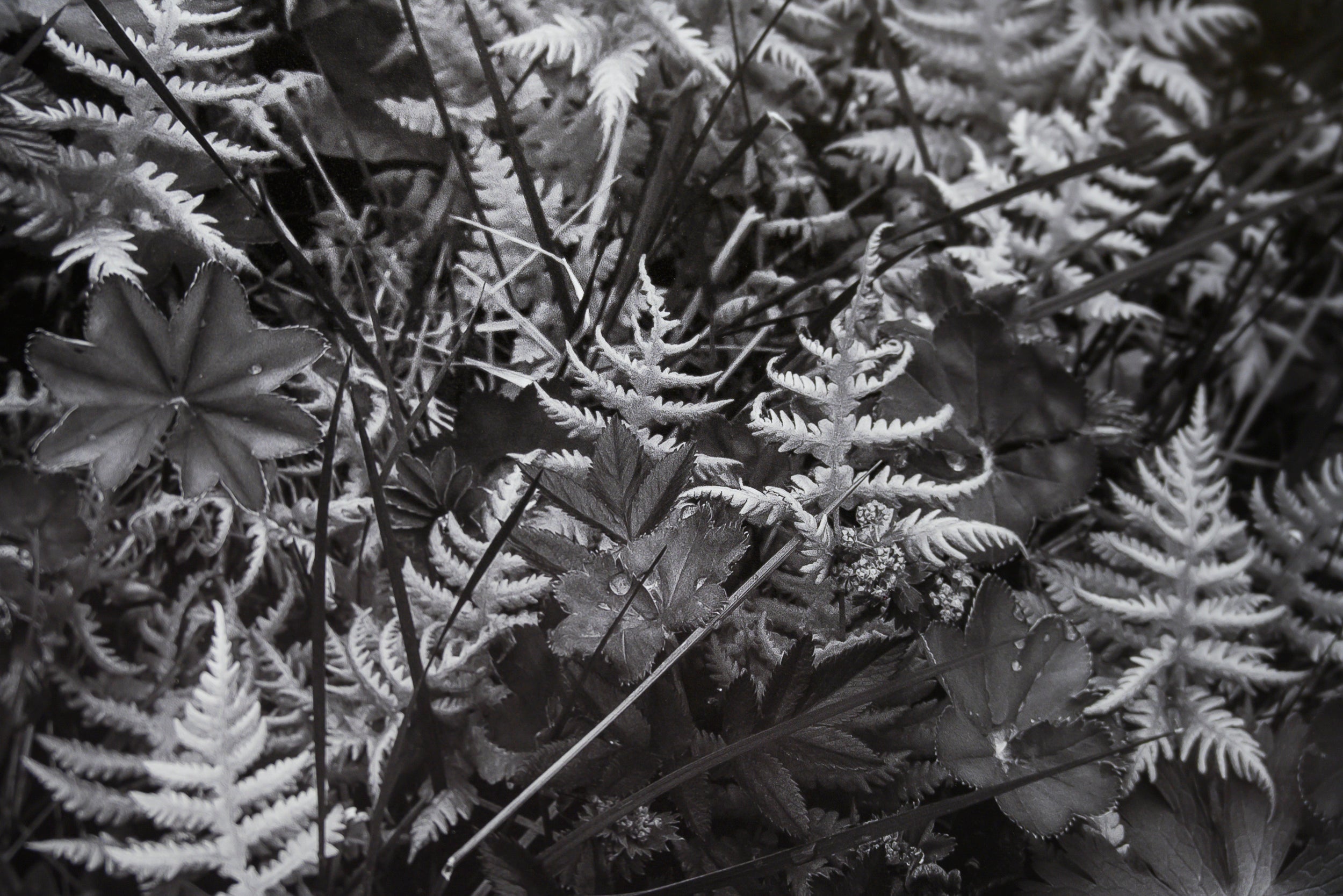 Forest Garden Exploding with Spring Growth: Limited Edition Framed Print