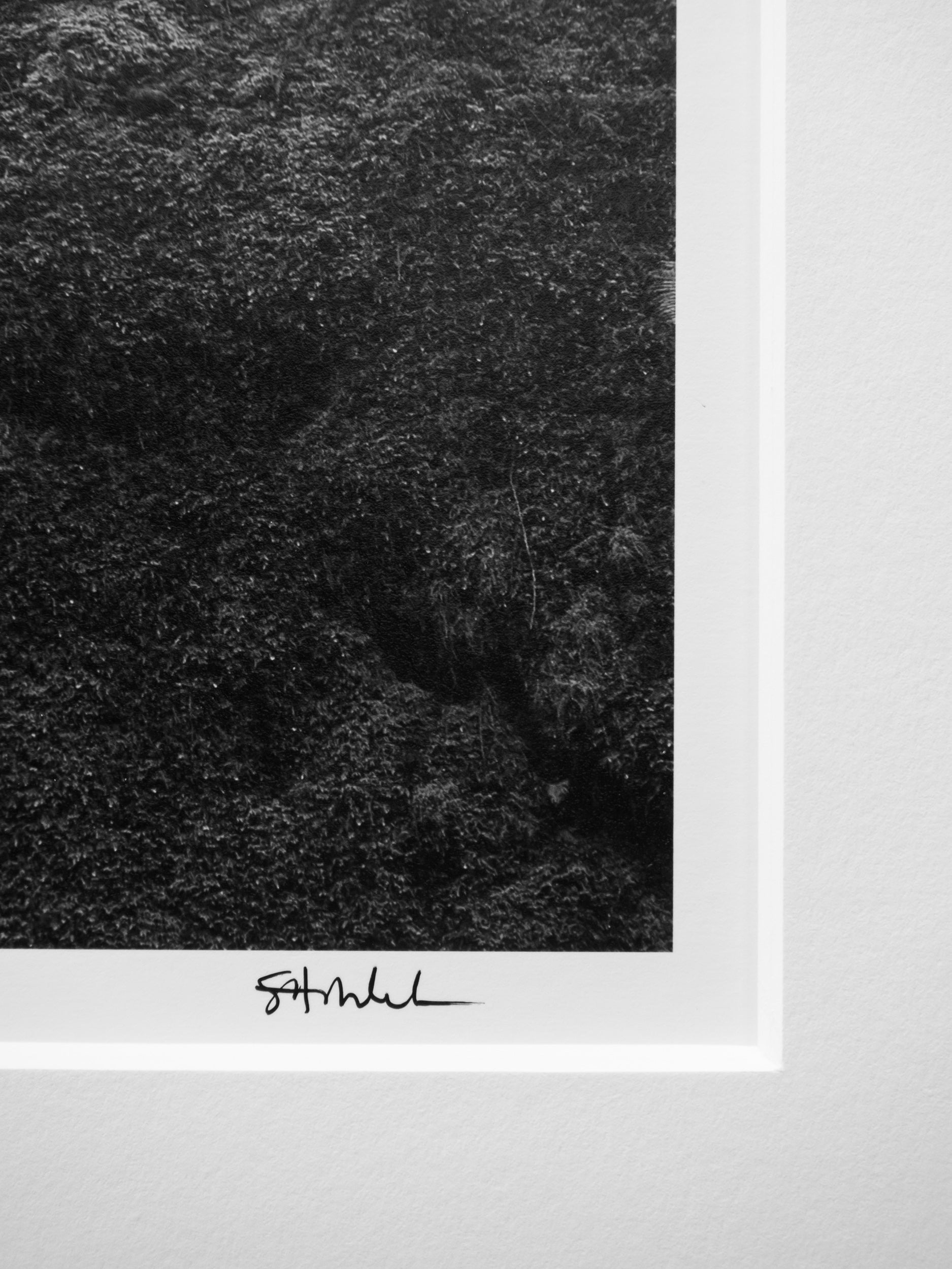 Stone and Root near Dingford Creek: Limited Edition Framed Print