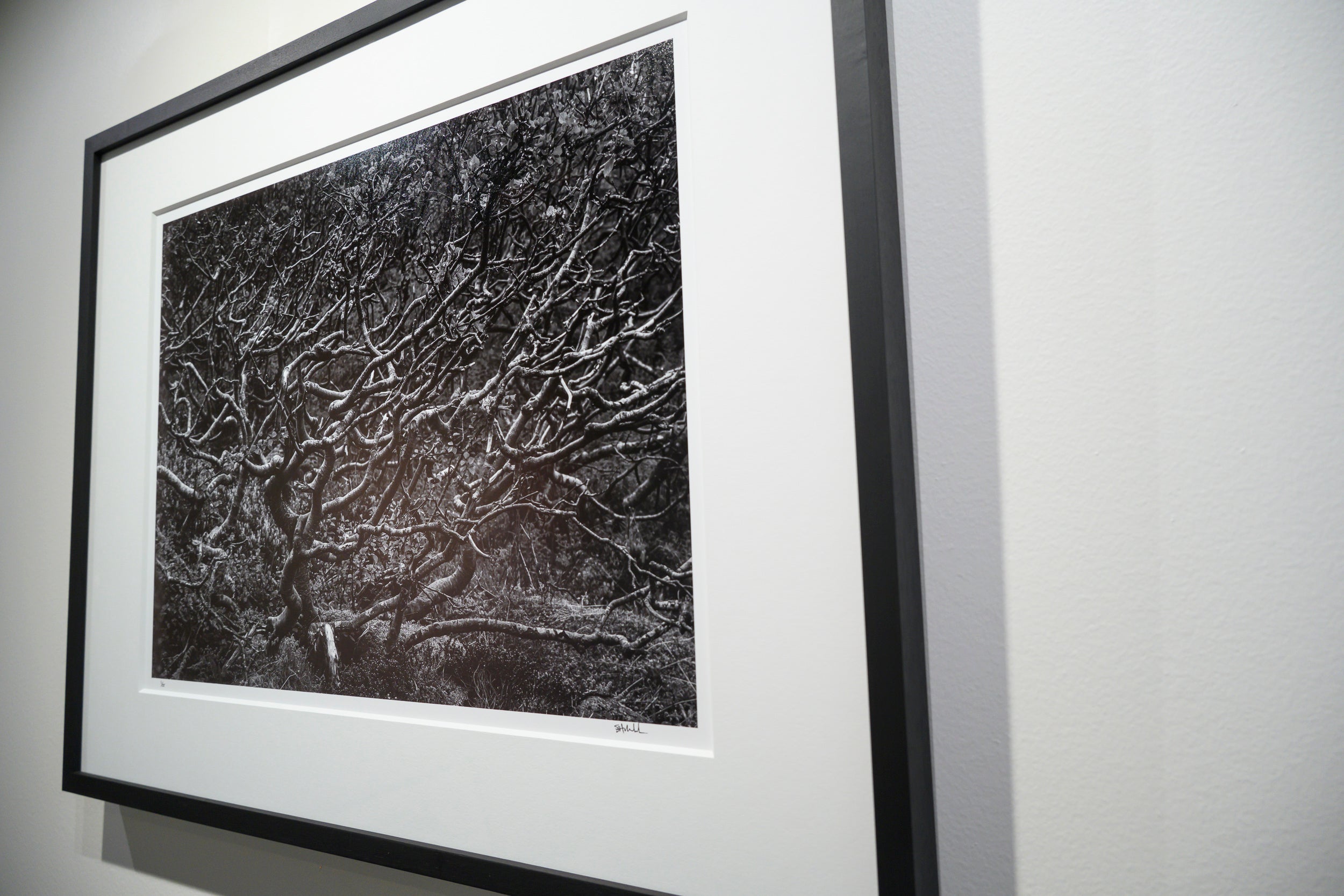 Wind Gnarled Birch on Kjerkfjord: Limited Edition Framed Print