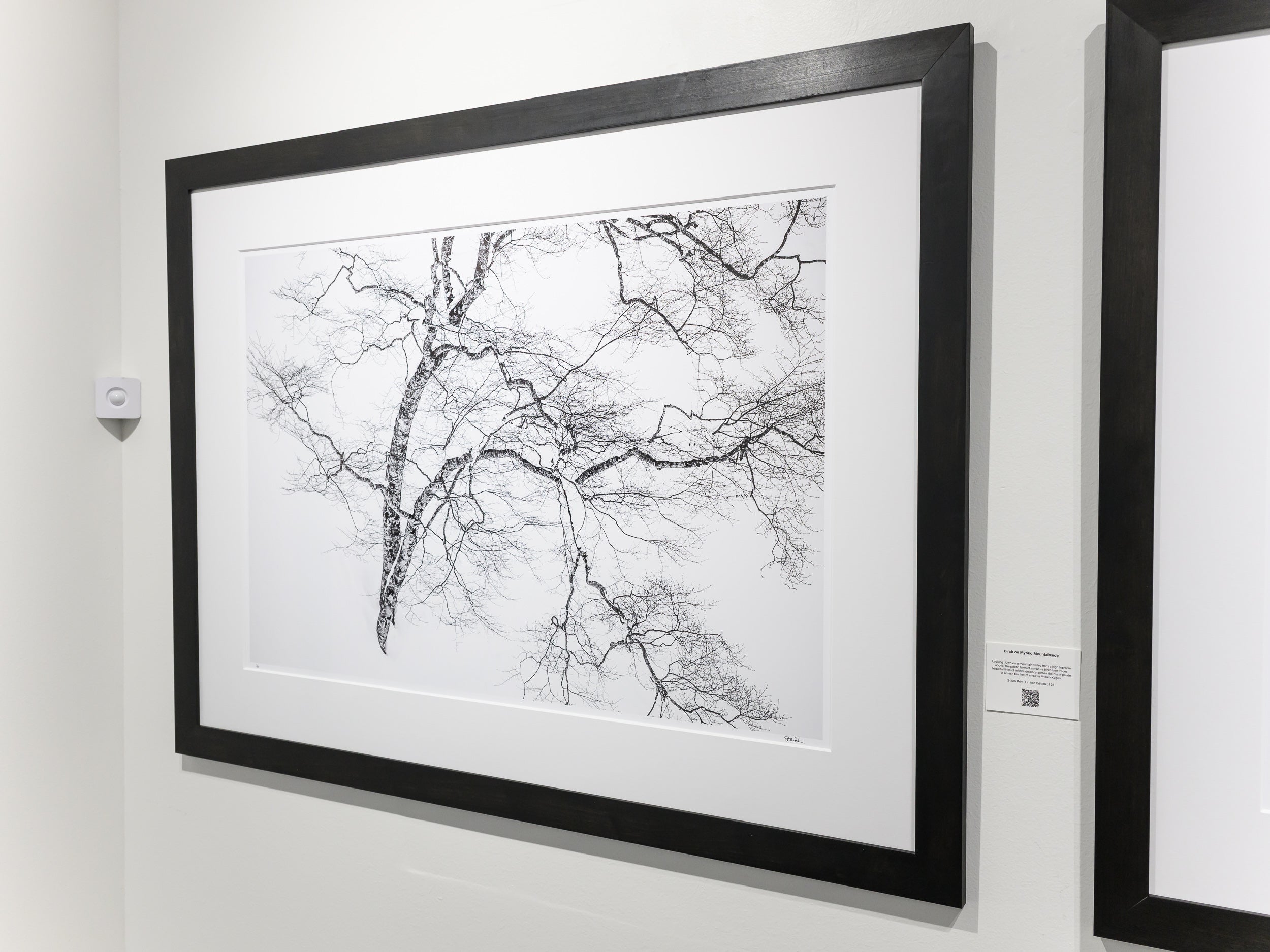 Birch on Myoko Mountainside: 24x36 Limited Edition Framed Print