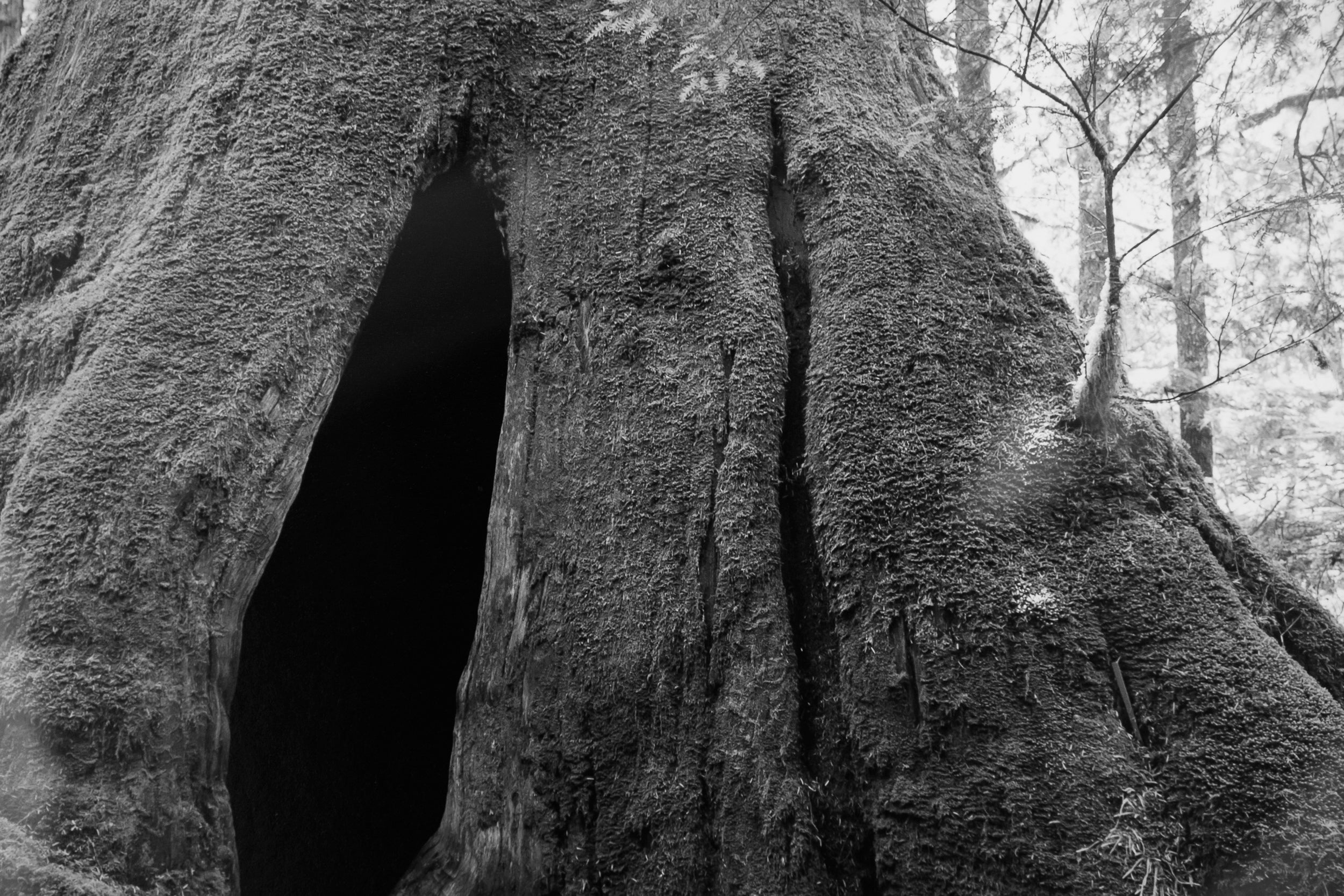 Doorway in Hollow Old Growth Cedar Stump: Limited Edition Framed Print