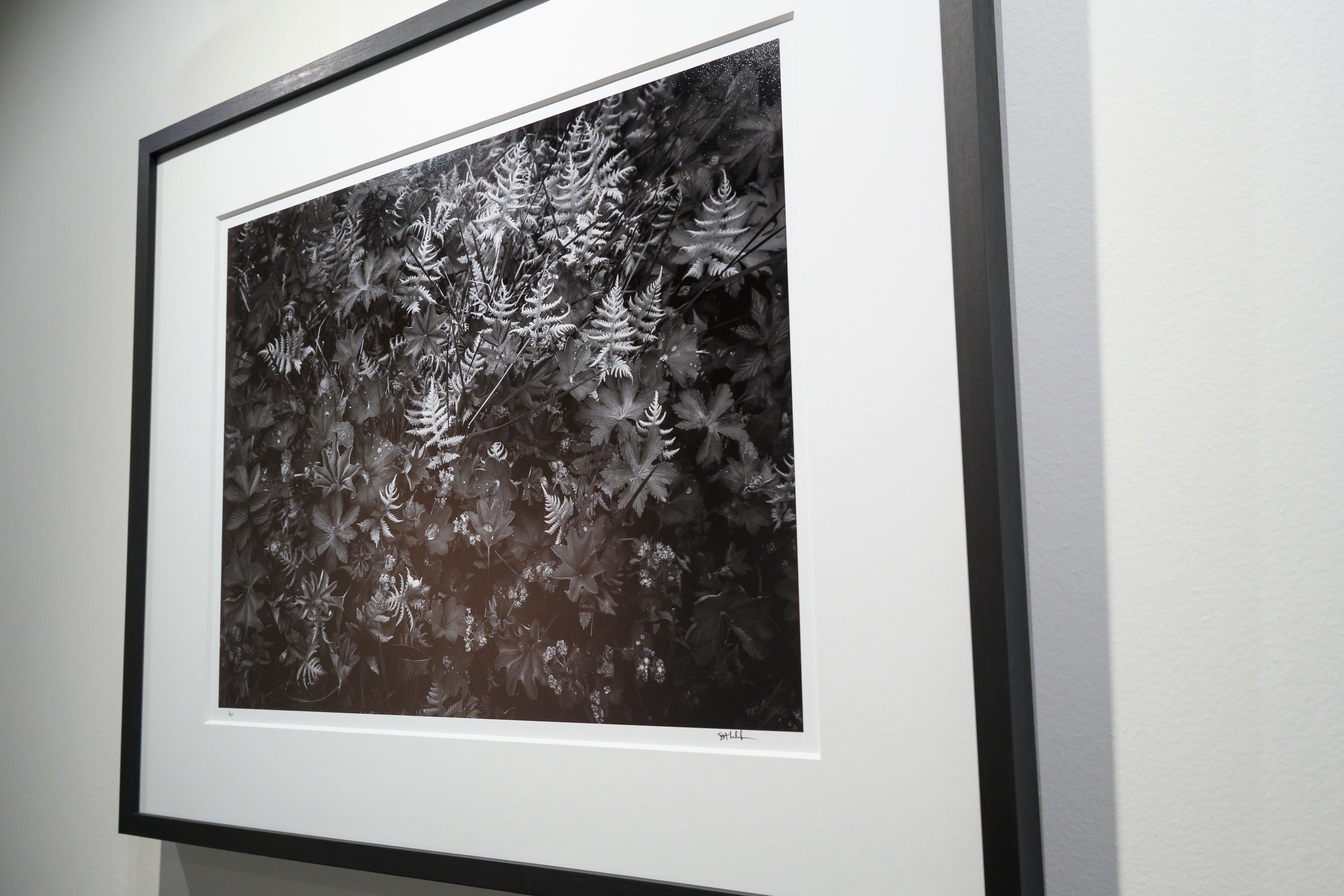 Forest Garden Exploding with Spring Growth: Limited Edition Framed Print
