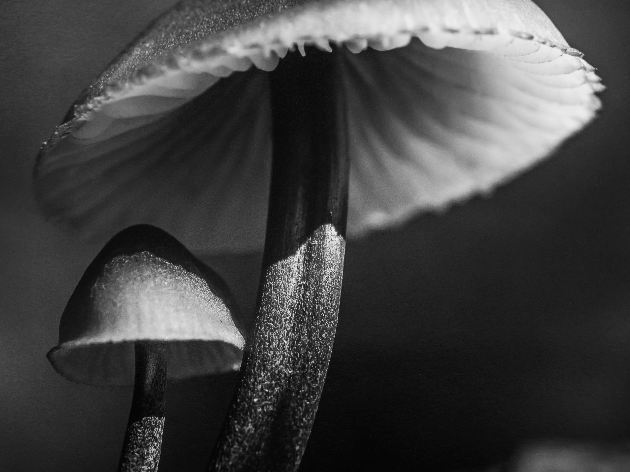 Mycena haematopus in Middle Fork Valley: Limited Edition Framed Print