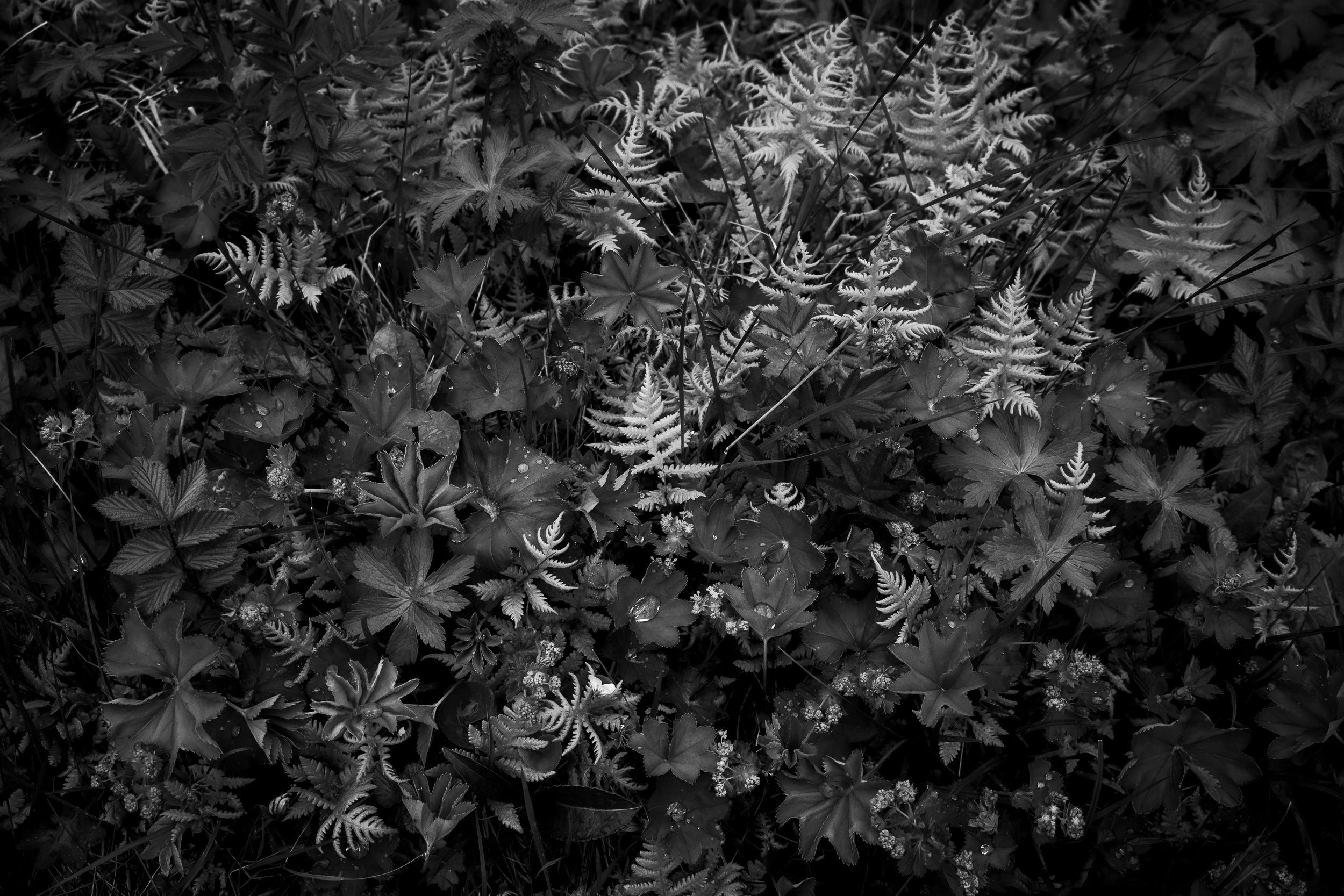 Forest Garden Exploding with Spring Growth: Limited Edition Framed Print