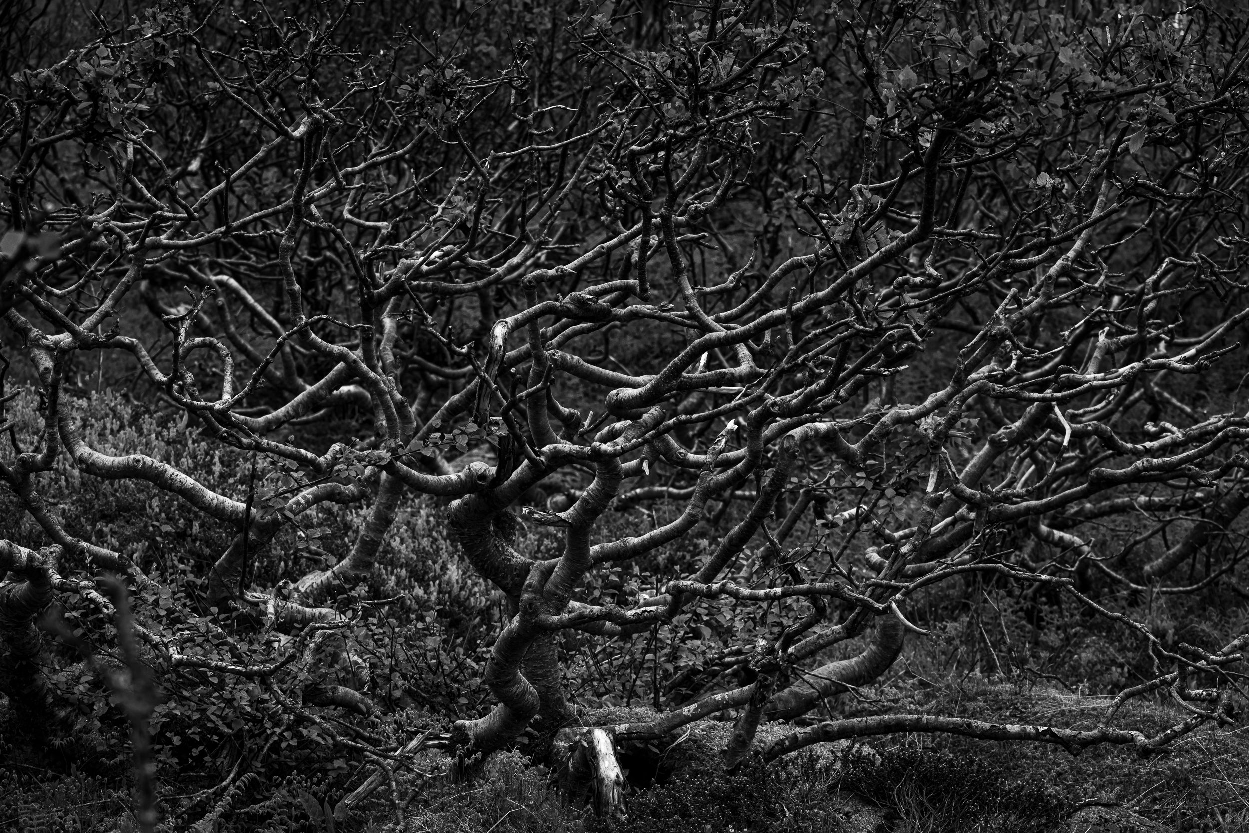 Wind Gnarled Birch on Kjerkfjord: Limited Edition Framed Print