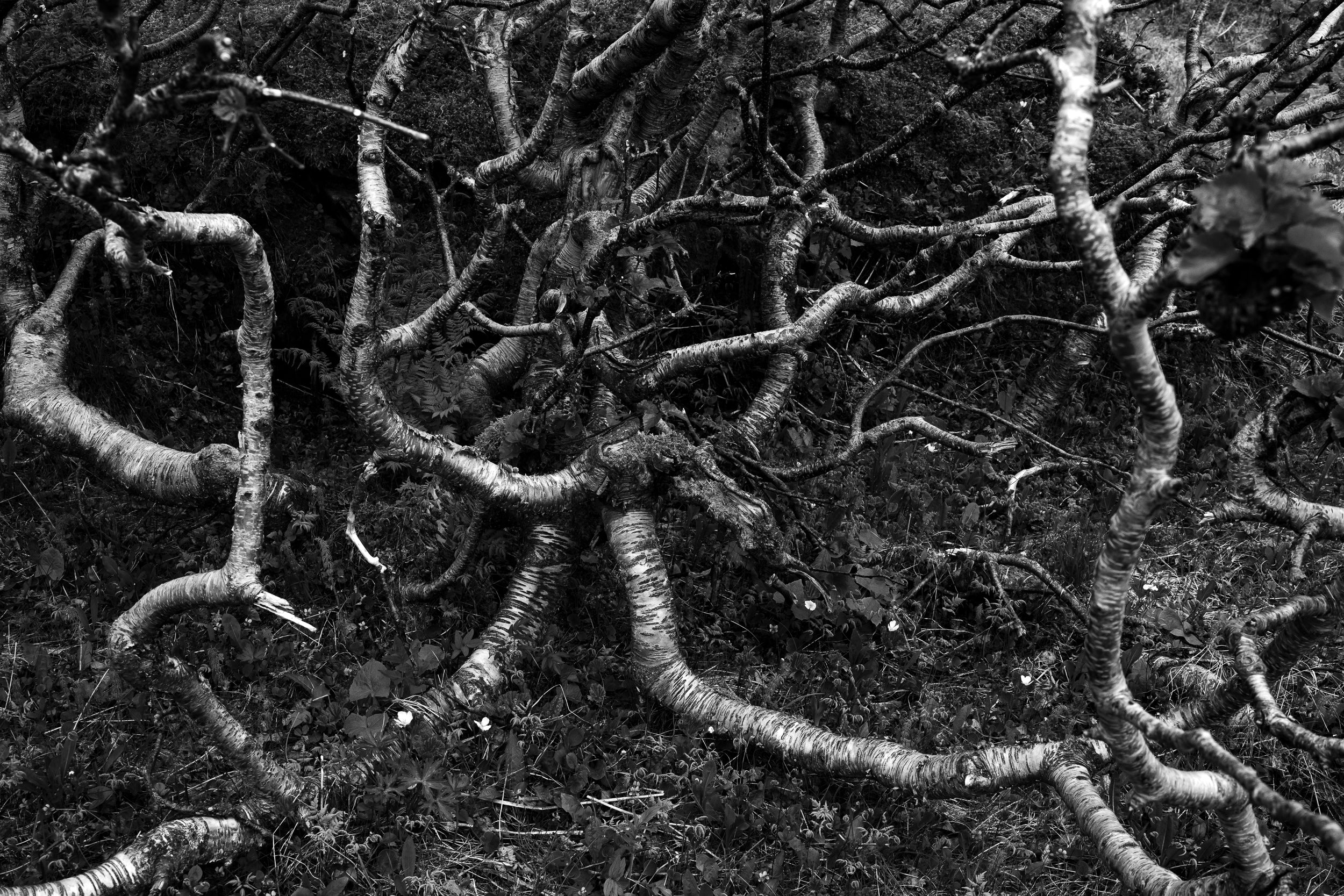 Arctic Birch Spreading across the Tundra: Limited Edition Framed Print