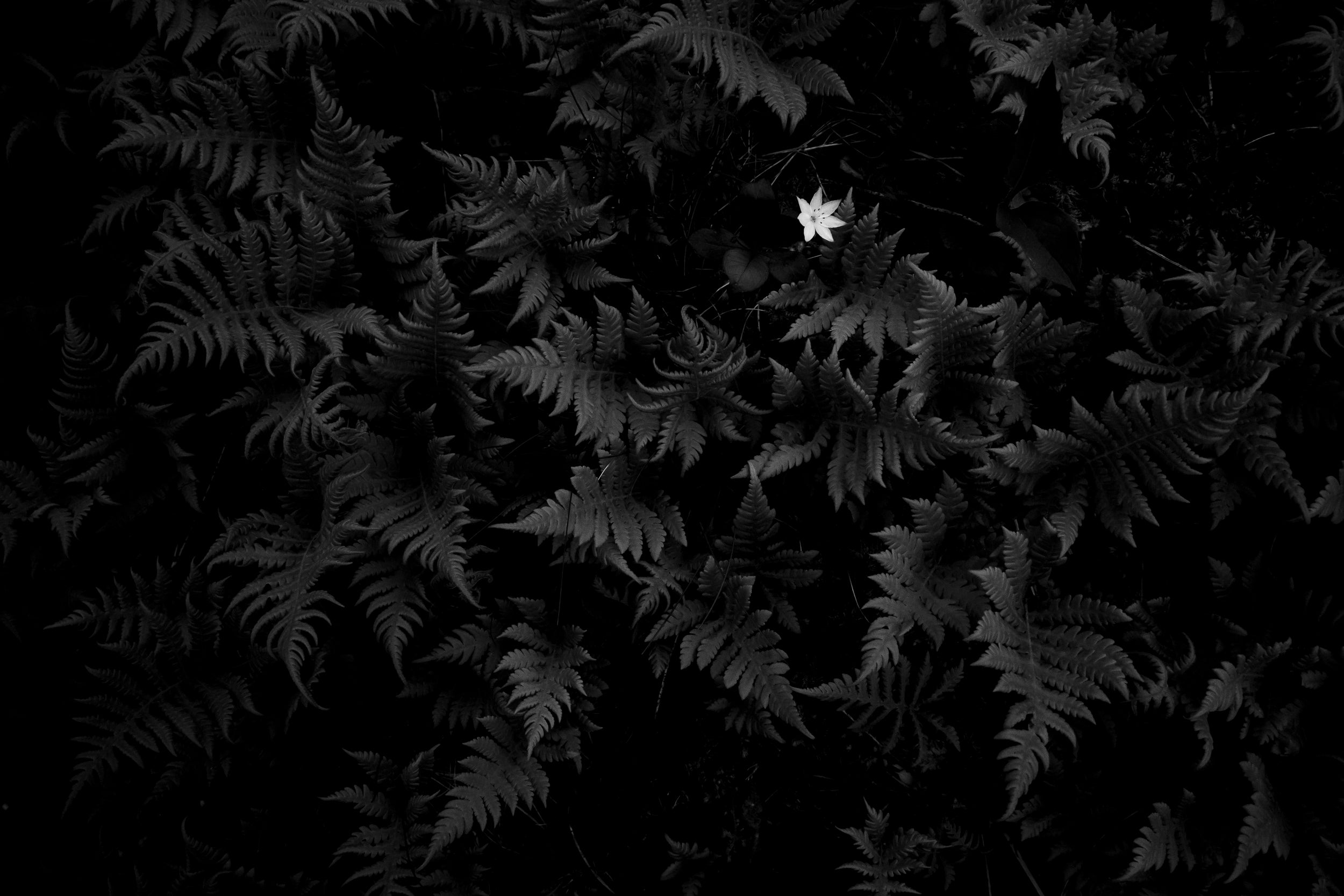 Arctic Starflower in Beech Fern: Limited Edition Framed Print