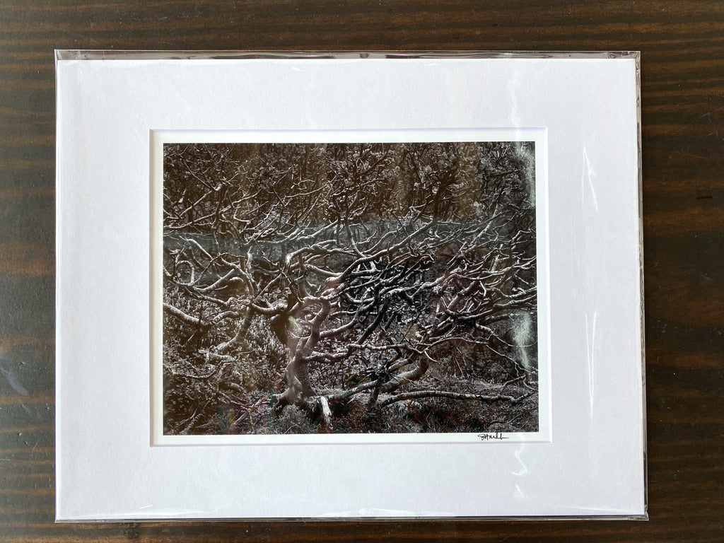 Wind Gnarled Birch on Kjerkfjord: 8x10 Open Edition Matted Print